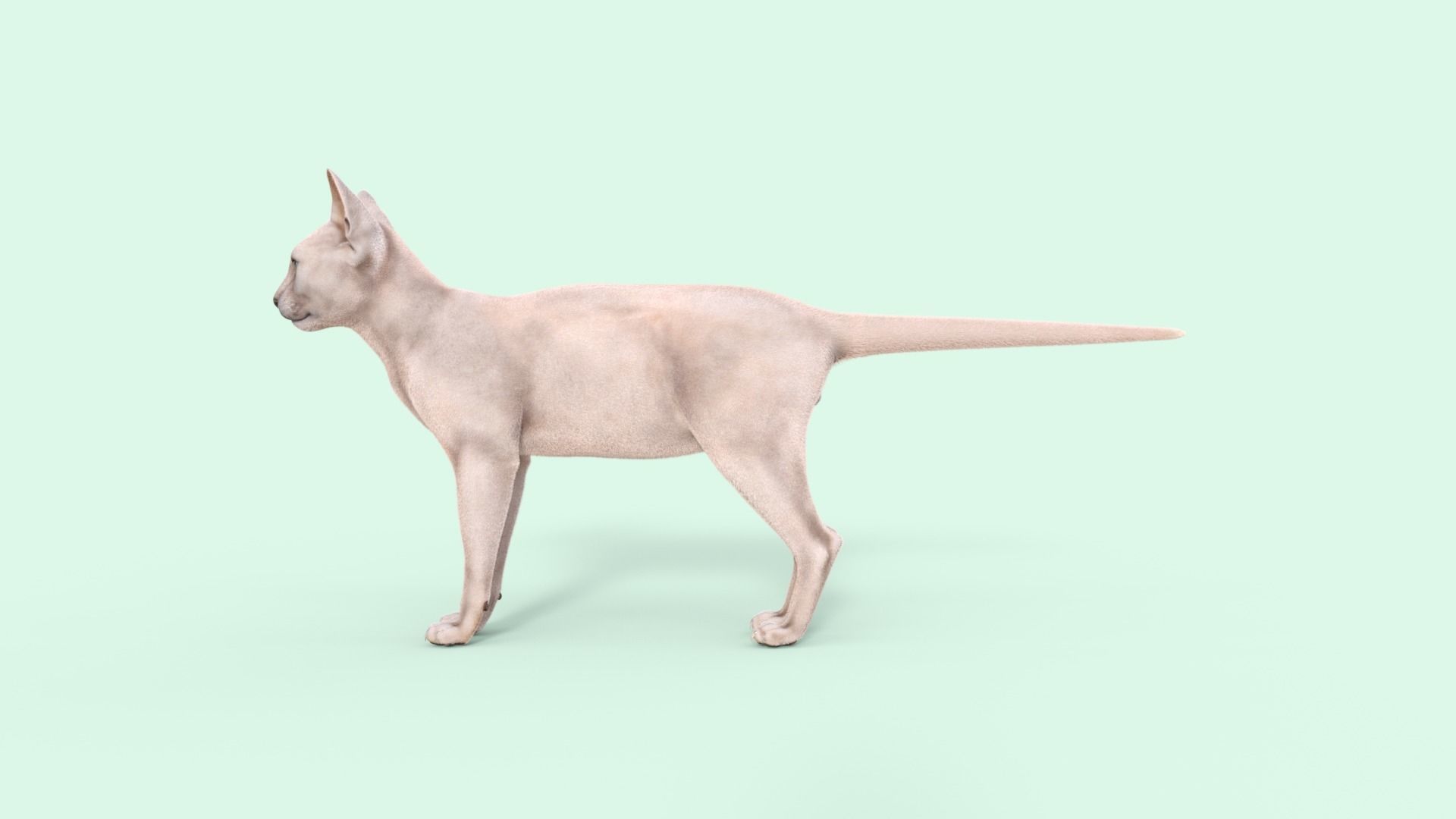 3D Hairless Cat Rigged 3D model_26
