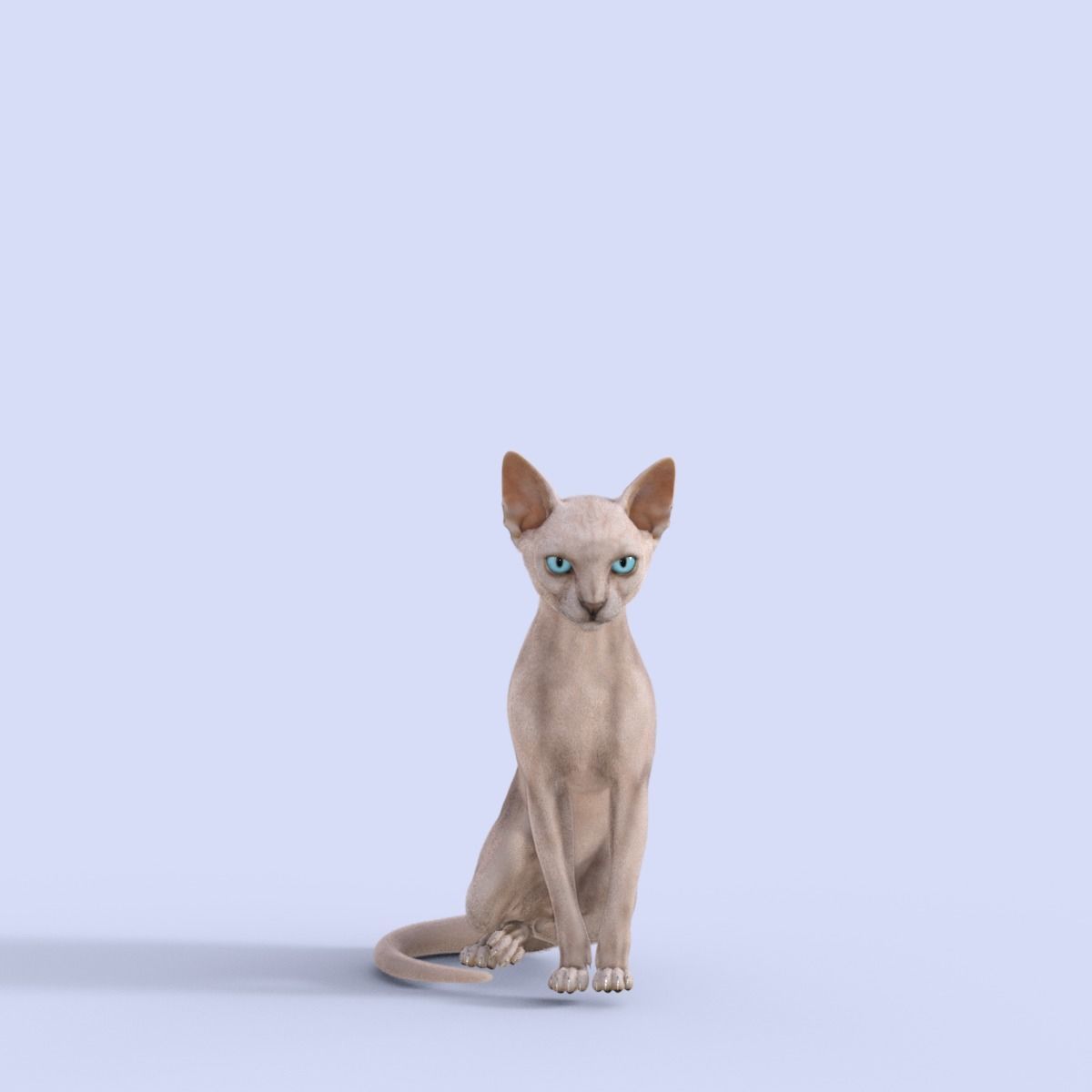 3D Hairless Cat Rigged 3D model_14