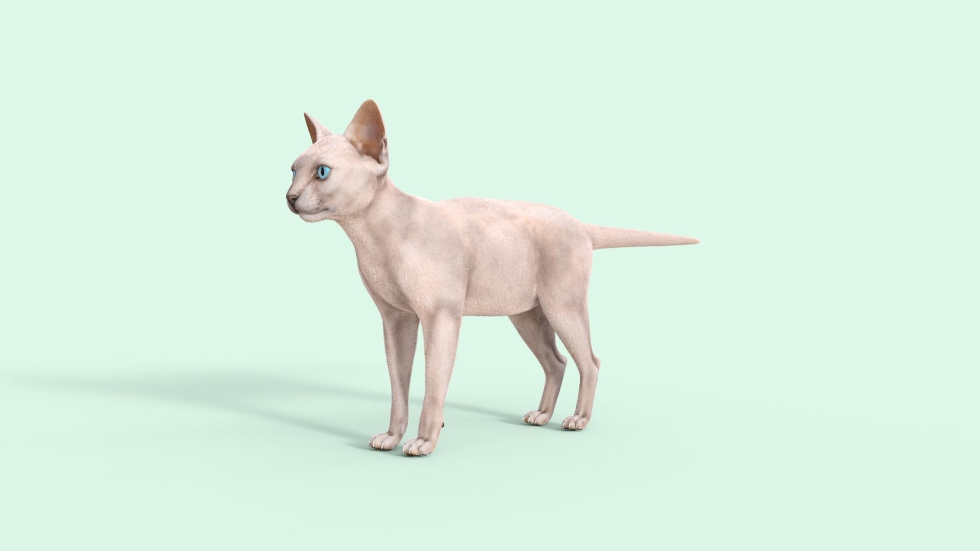 3D Hairless Cat Rigged 3D model_33