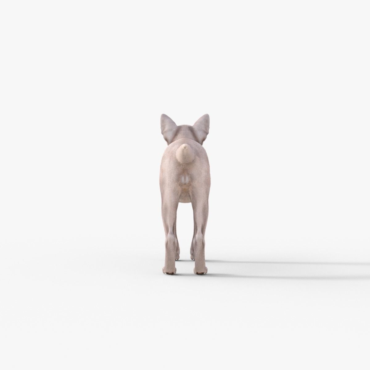 3D Hairless Cat Rigged 3D model_5
