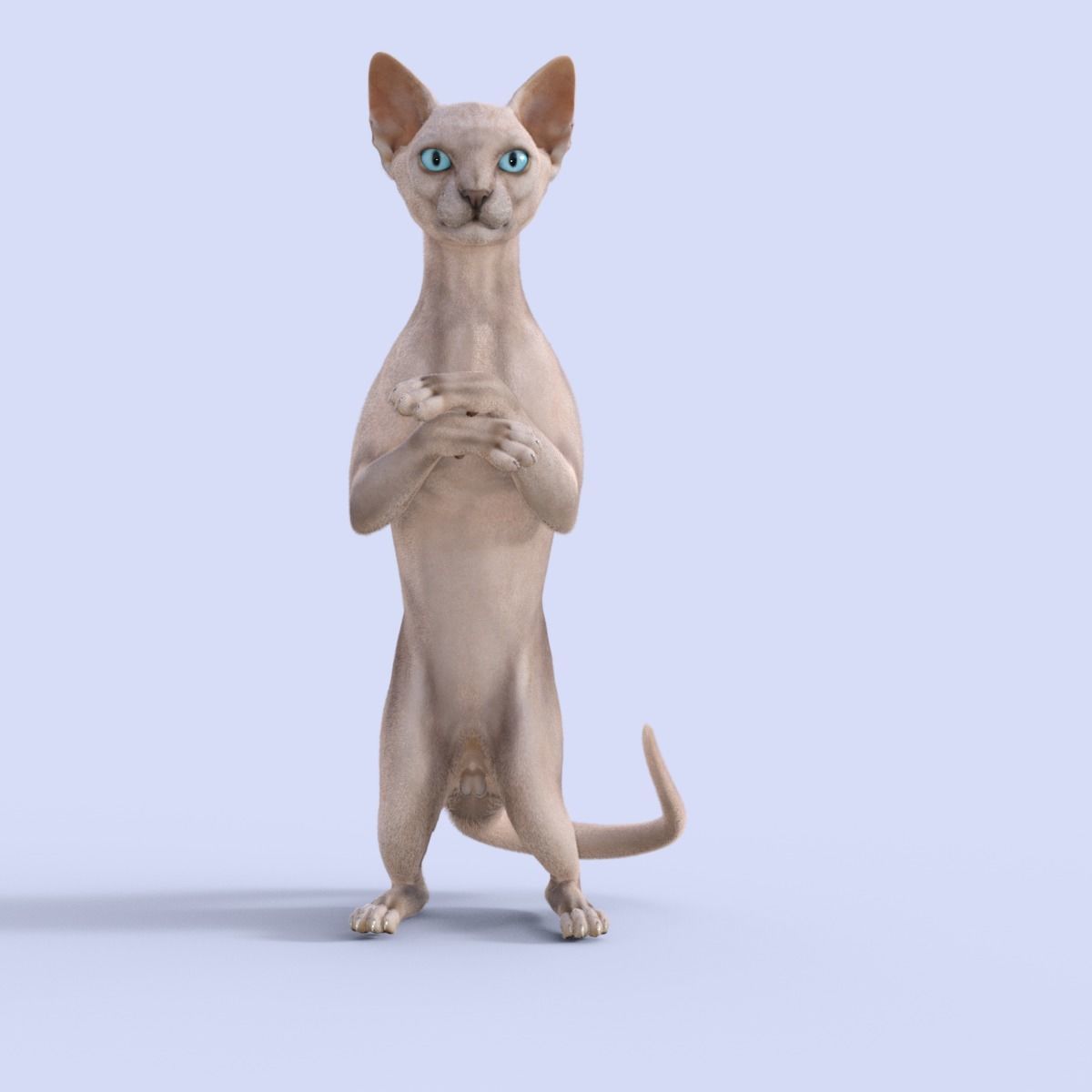 3D Hairless Cat Rigged 3D model_16