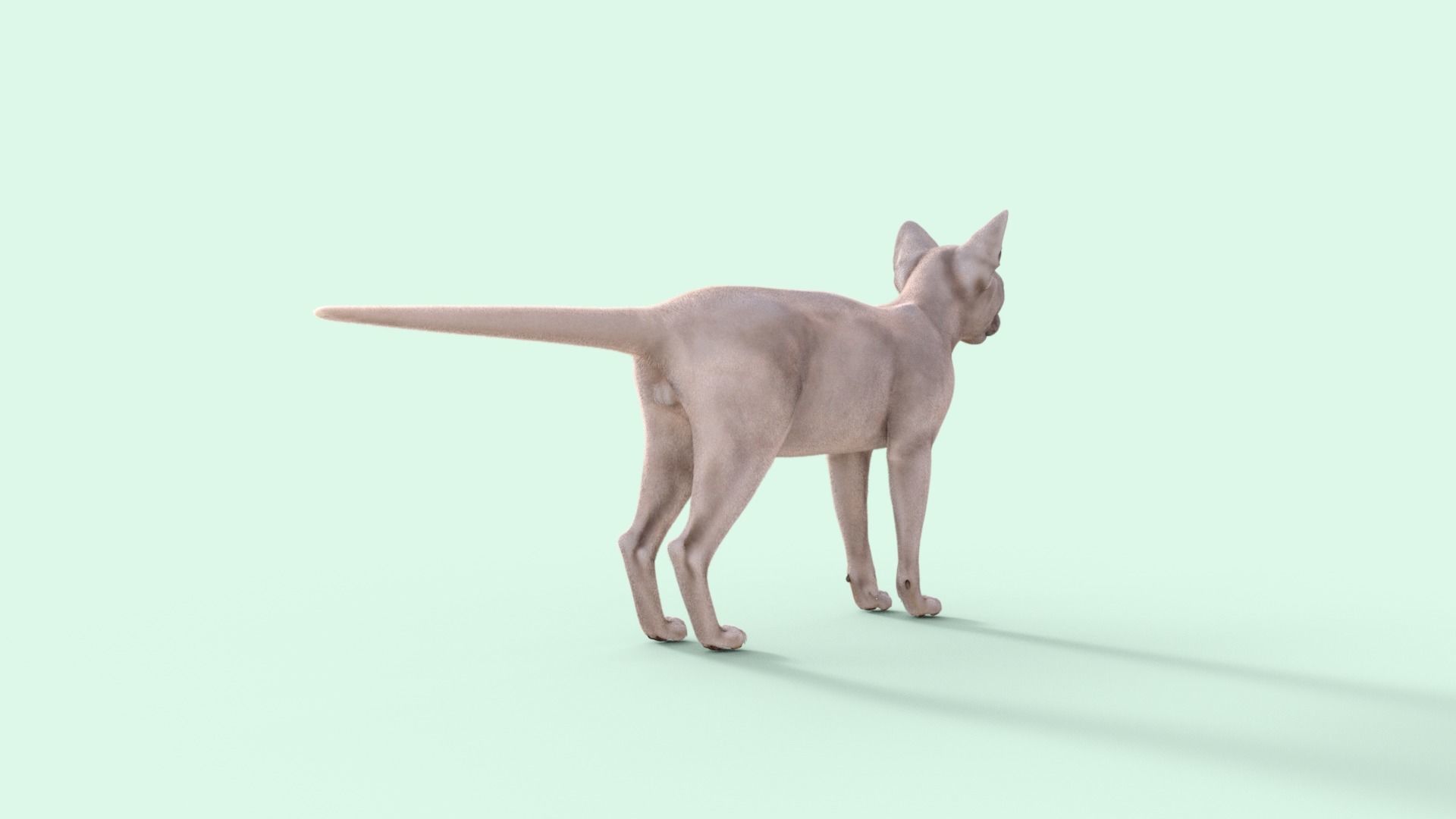 3D Hairless Cat Rigged 3D model_29