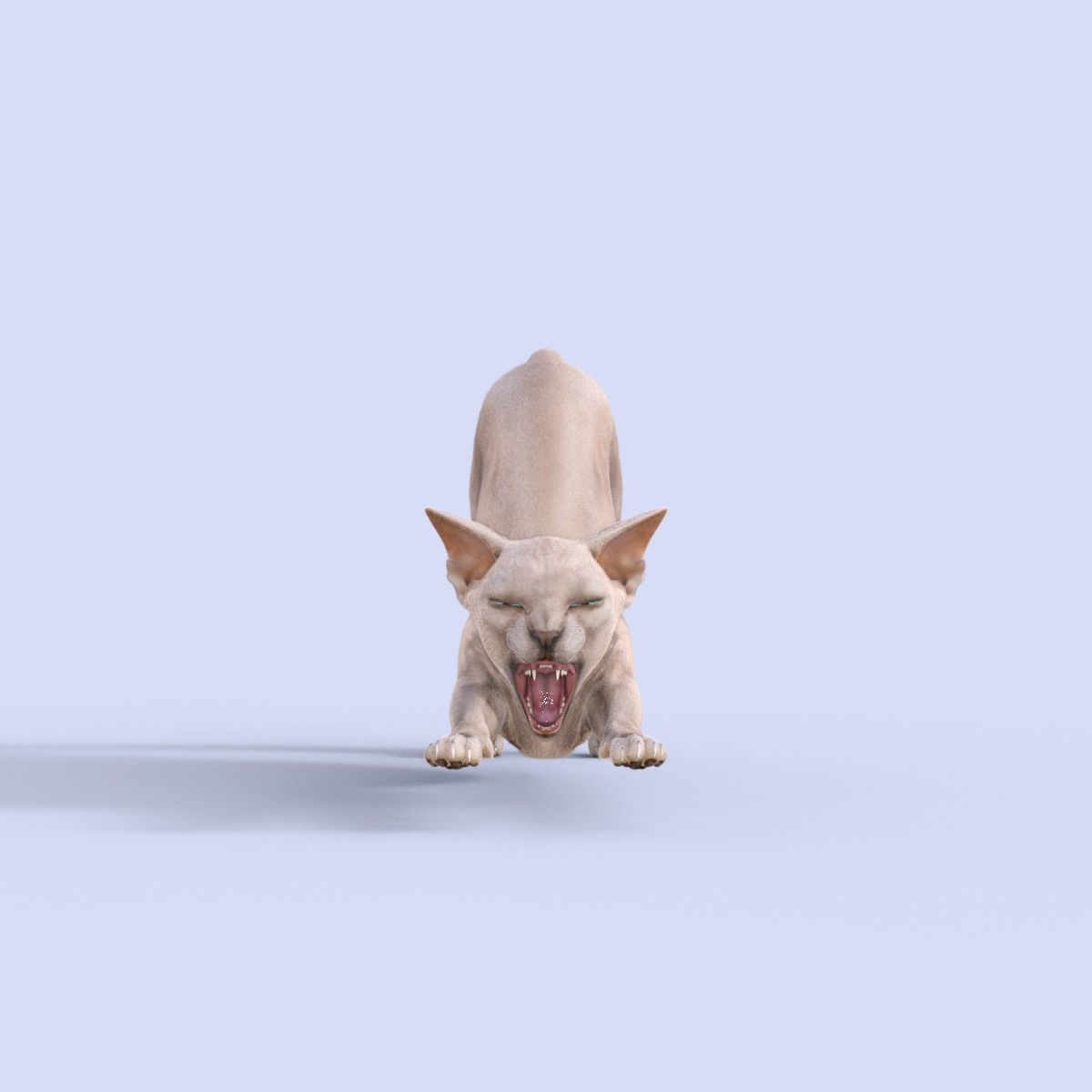 3D Hairless Cat Rigged 3D model_17