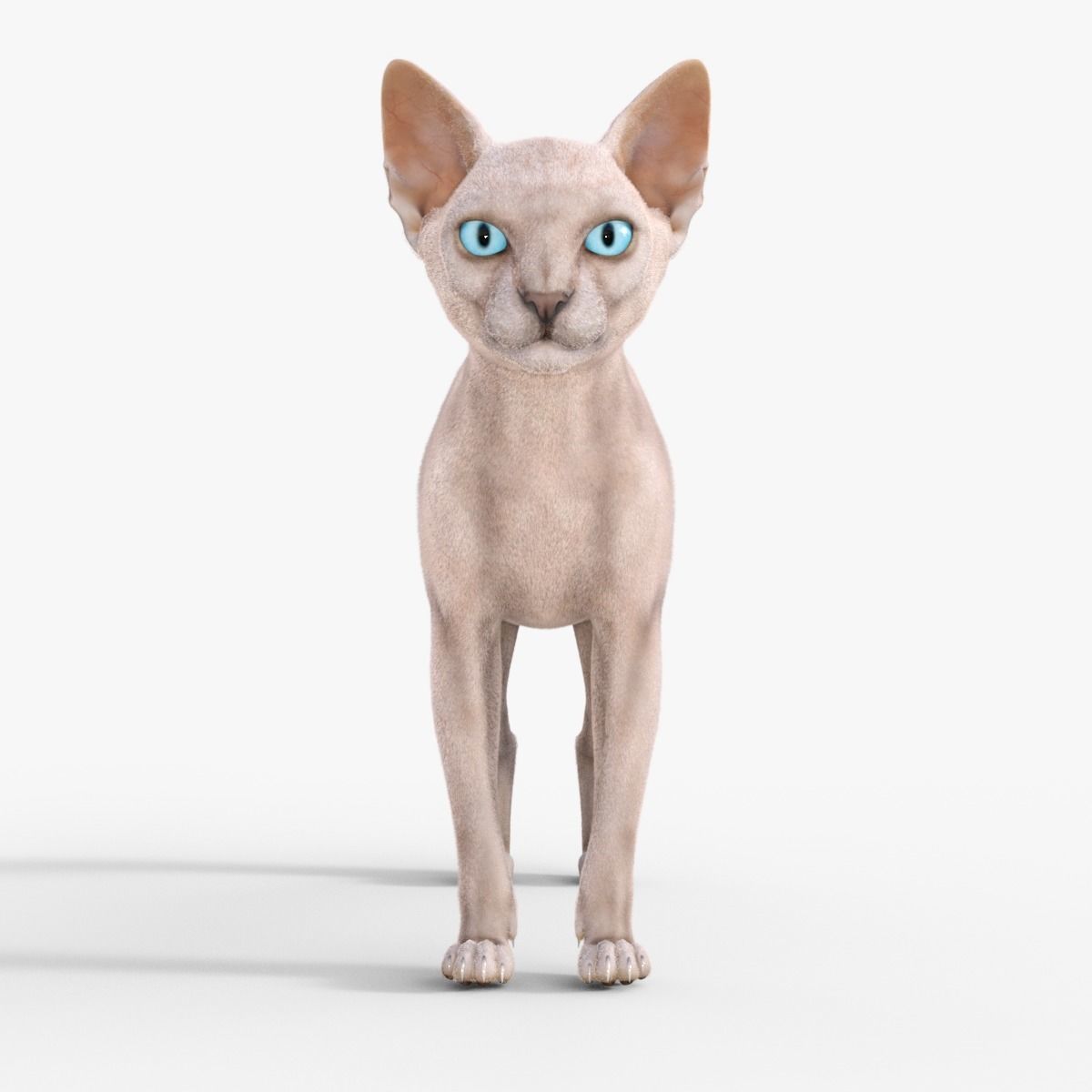 3D Hairless Cat Rigged 3D model_1
