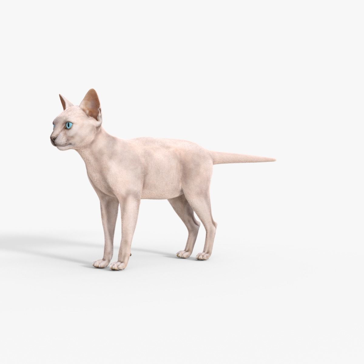 3D Hairless Cat Rigged 3D model_10
