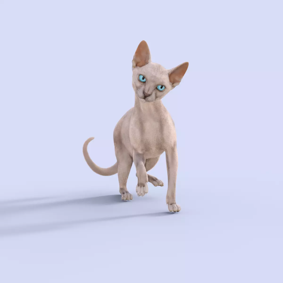 3D Hairless Cat Rigged 3D model_0