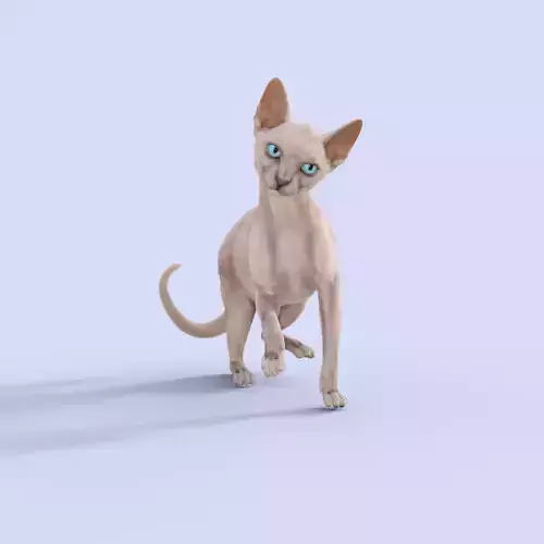 3D Hairless Cat Rigged