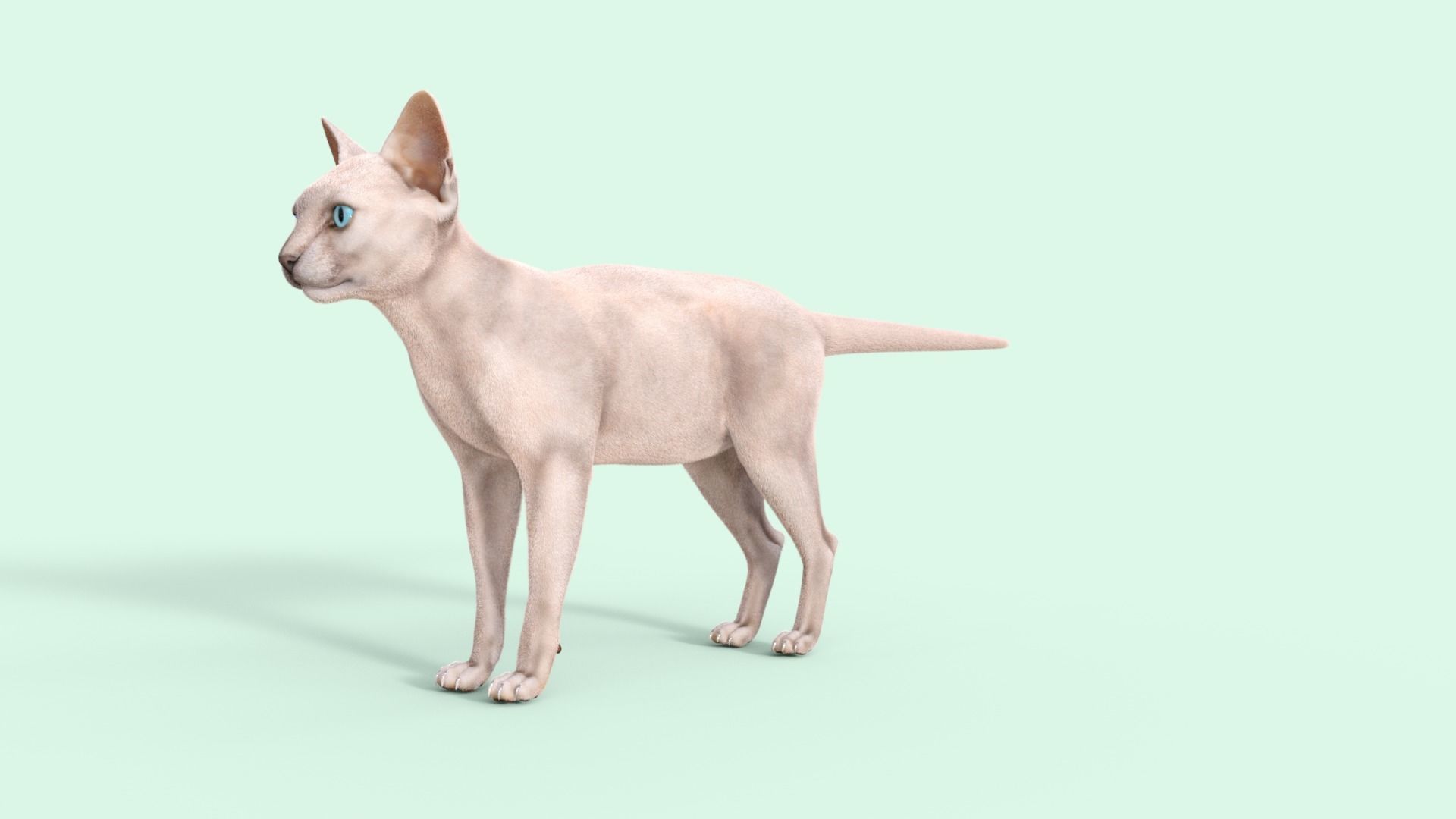 3D Hairless Cat Rigged 3D model_25