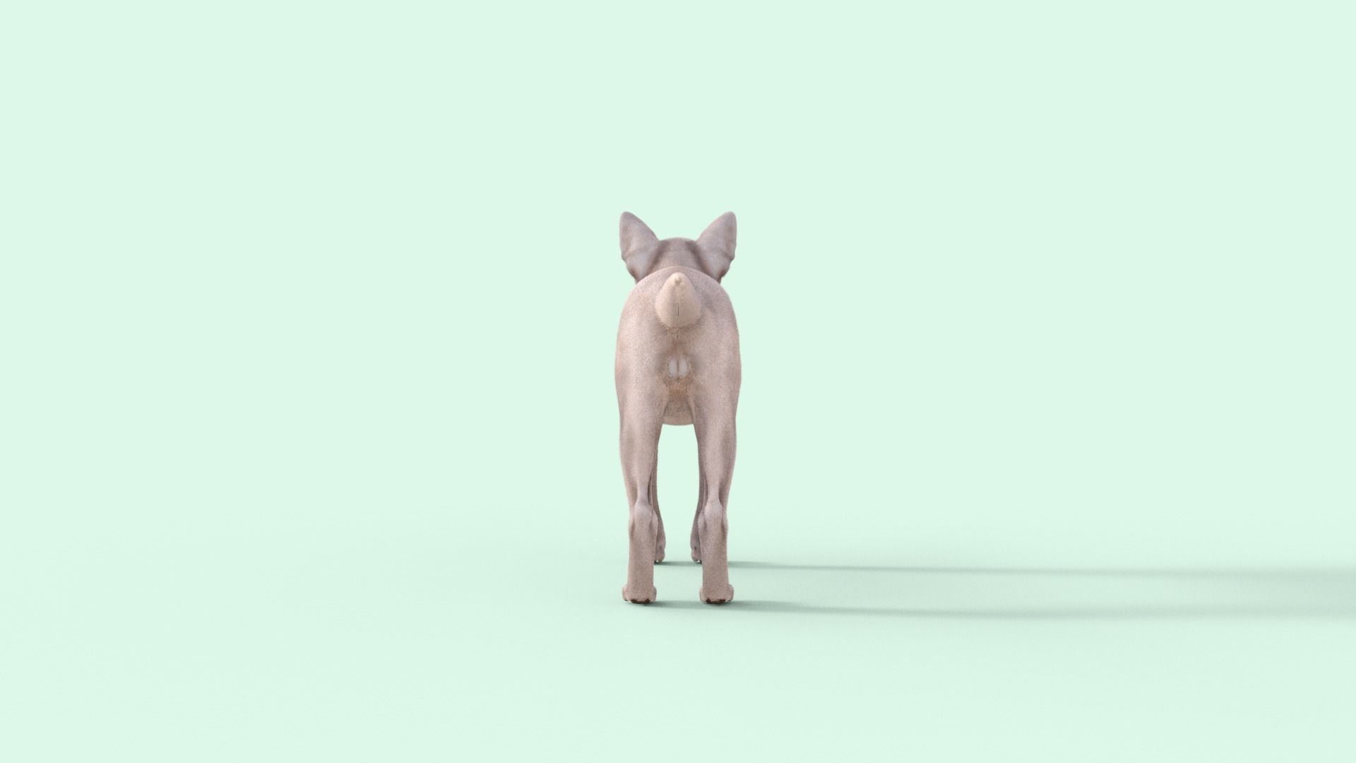3D Hairless Cat Rigged 3D model_28