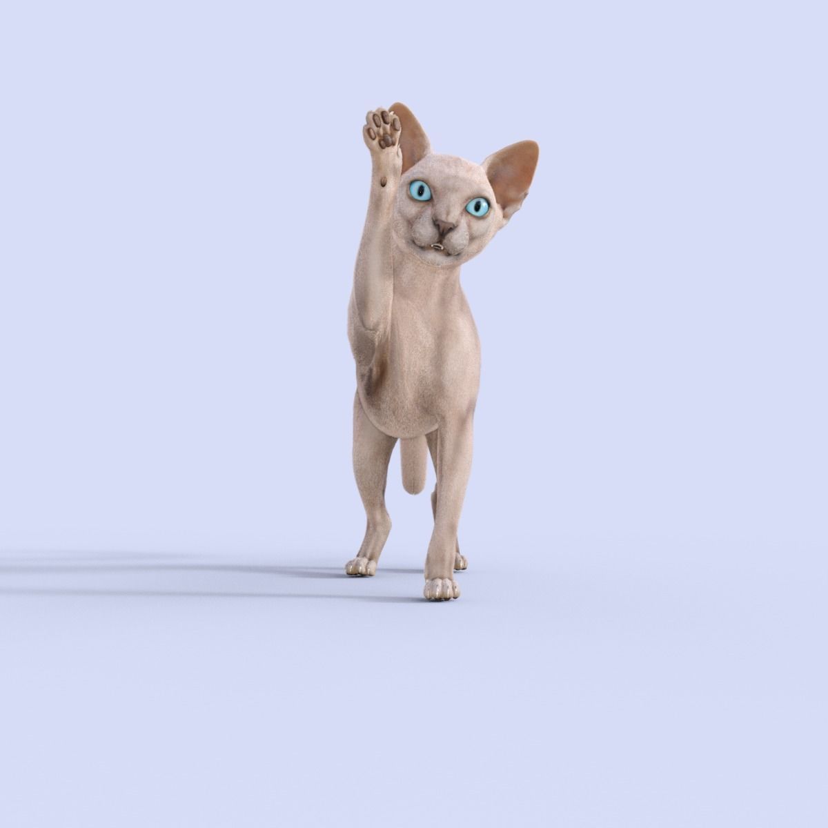 3D Hairless Cat Rigged 3D model_19