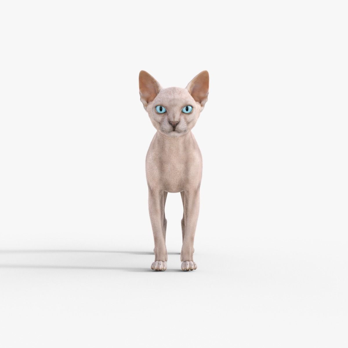 3D Hairless Cat Rigged 3D model_9