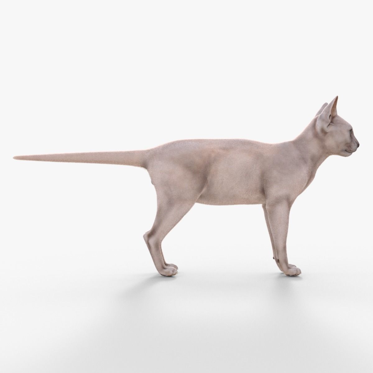3D Hairless Cat Rigged 3D model_7