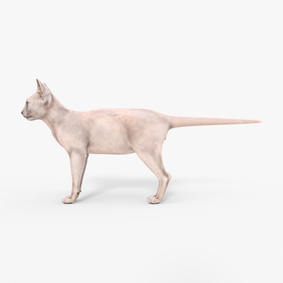 3D Hairless Cat Rigged 3D model_11