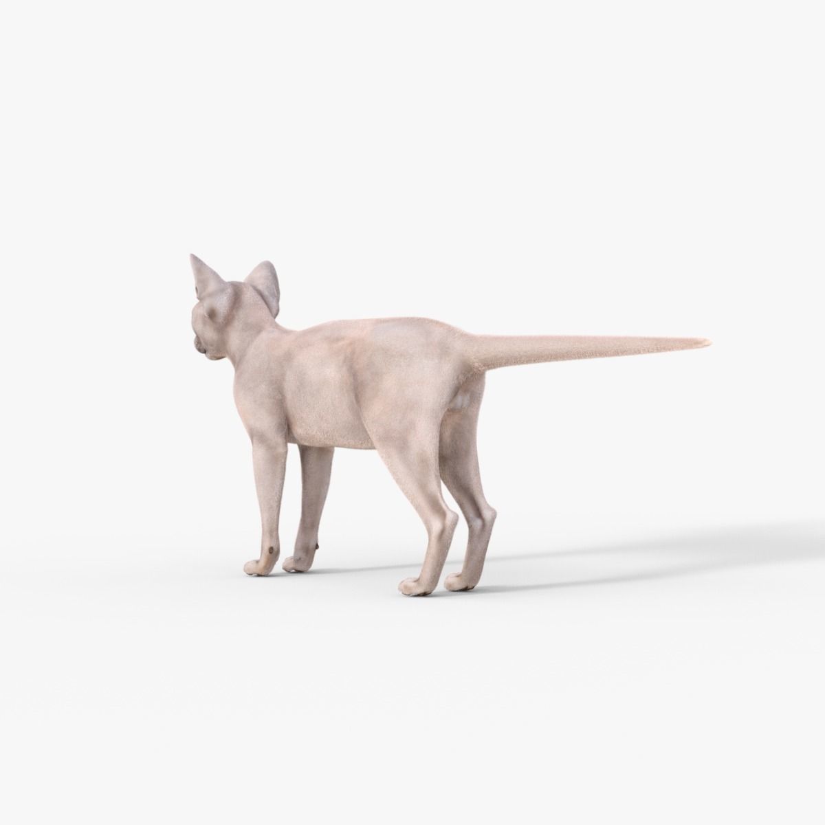 3D Hairless Cat Rigged 3D model_12