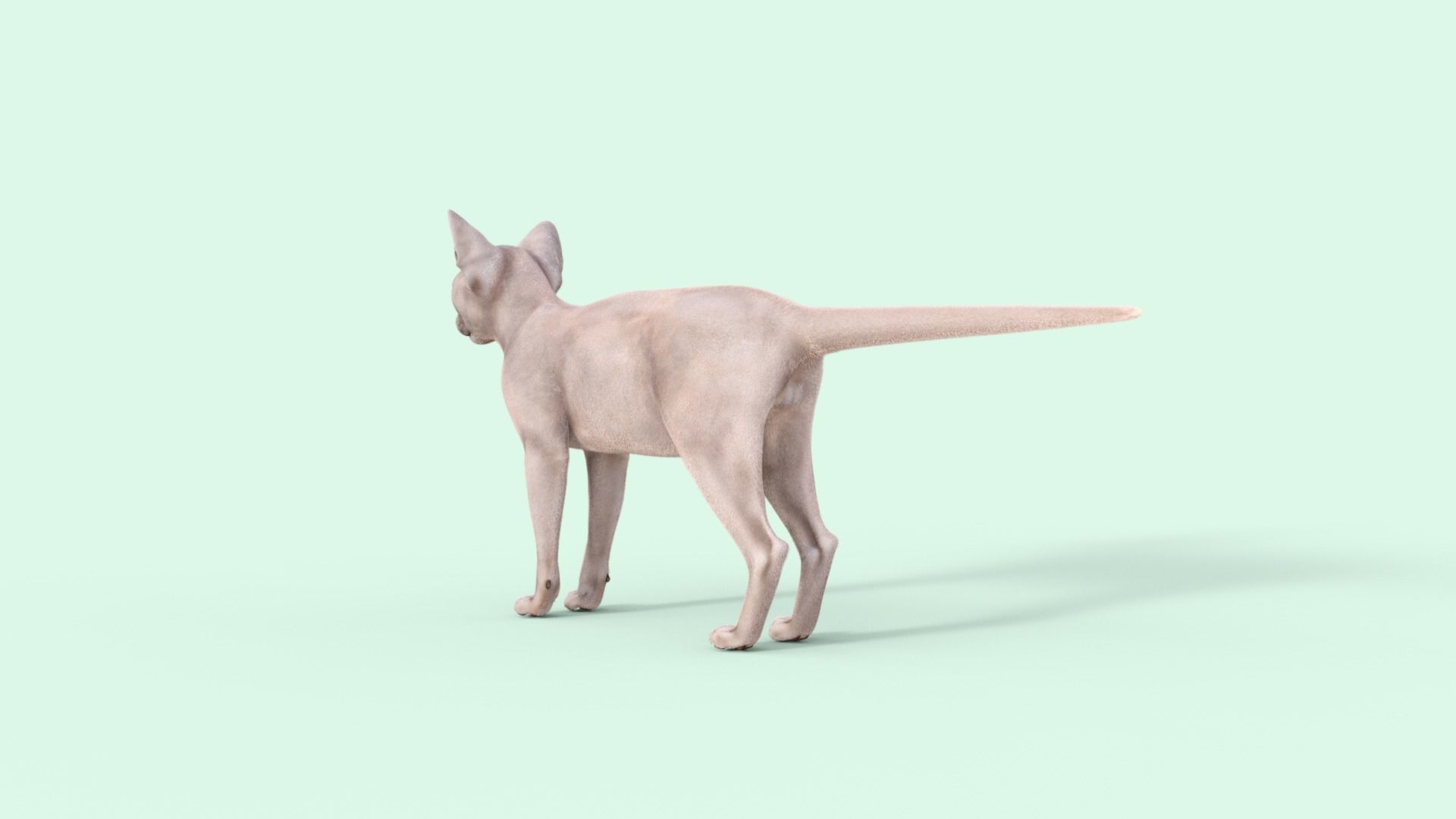 3D Hairless Cat Rigged 3D model_27