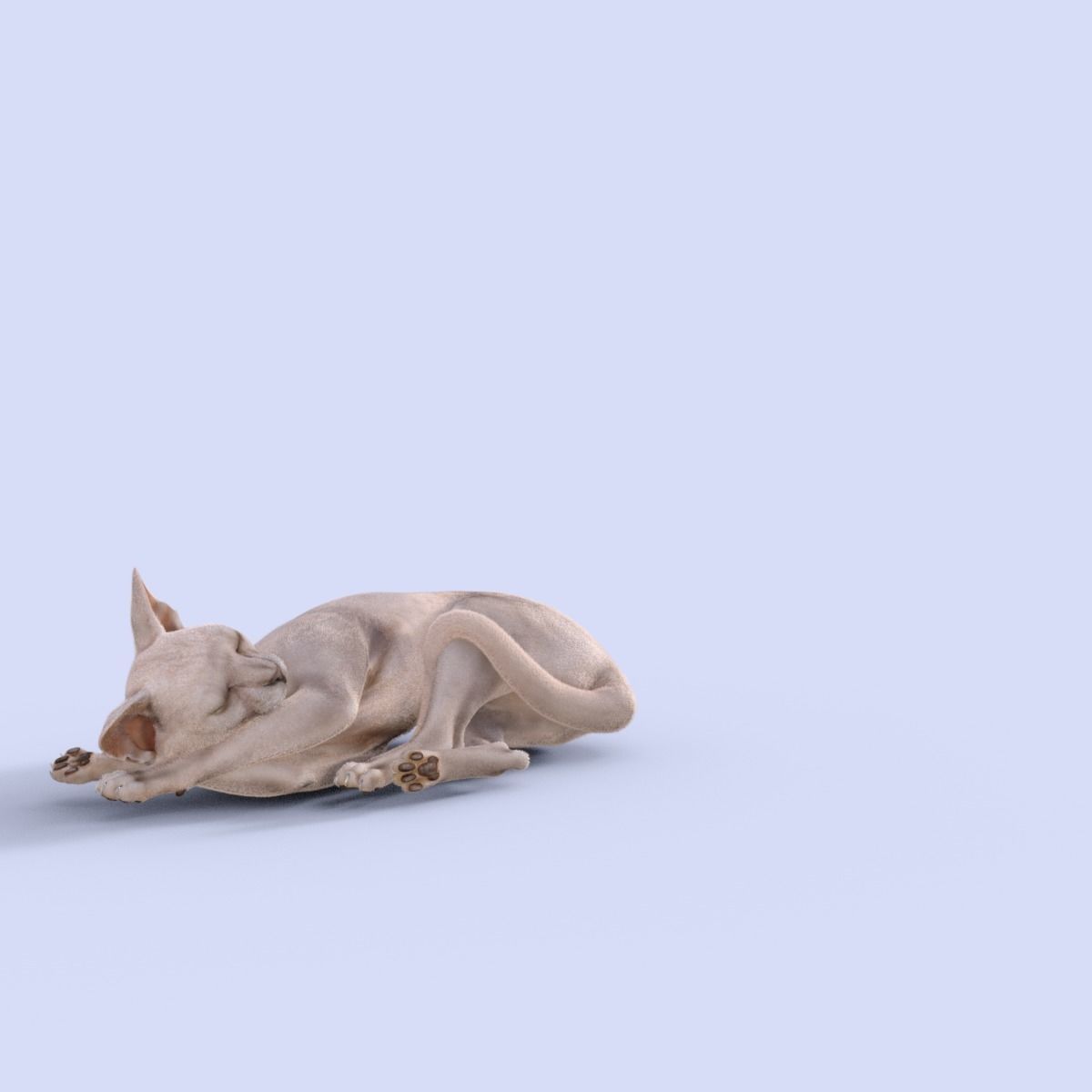 3D Hairless Cat Rigged 3D model_21