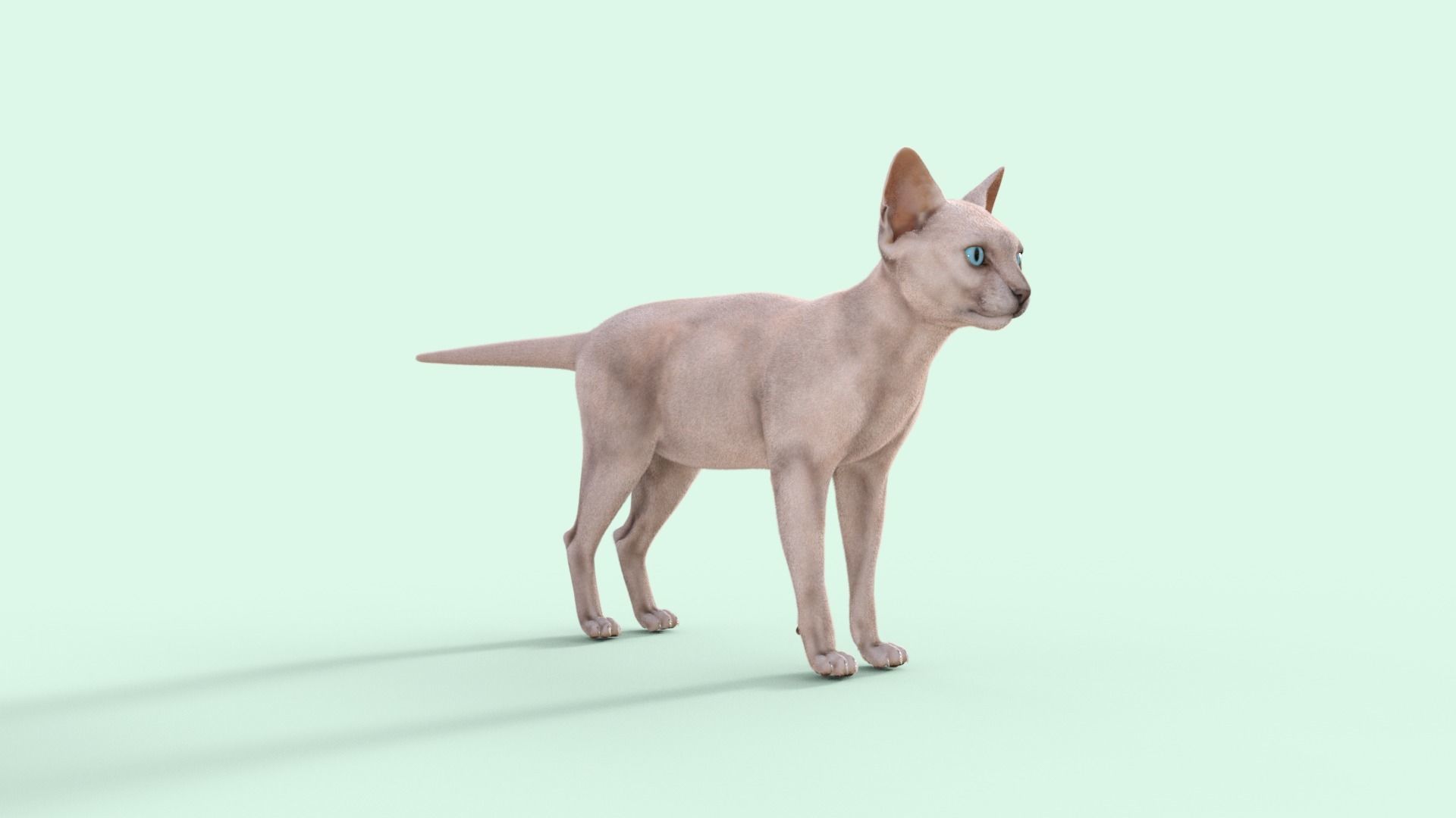 3D Hairless Cat Rigged 3D model_31