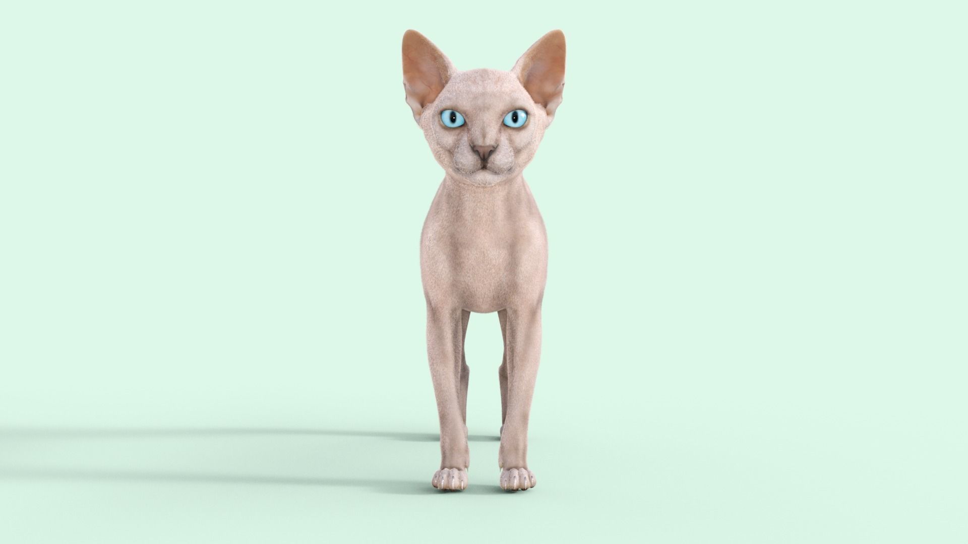 3D Hairless Cat Rigged 3D model_24