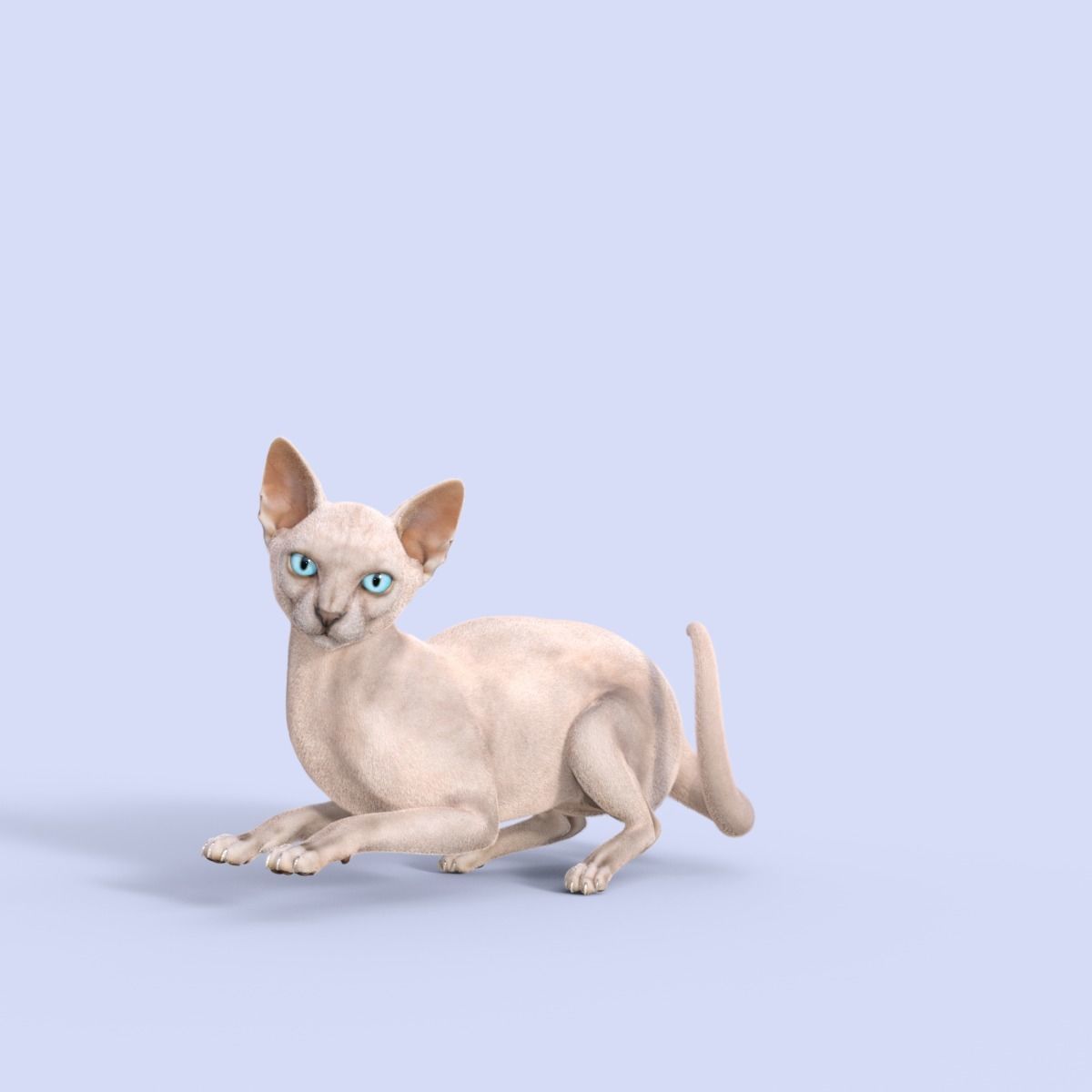 3D Hairless Cat Rigged 3D model_23
