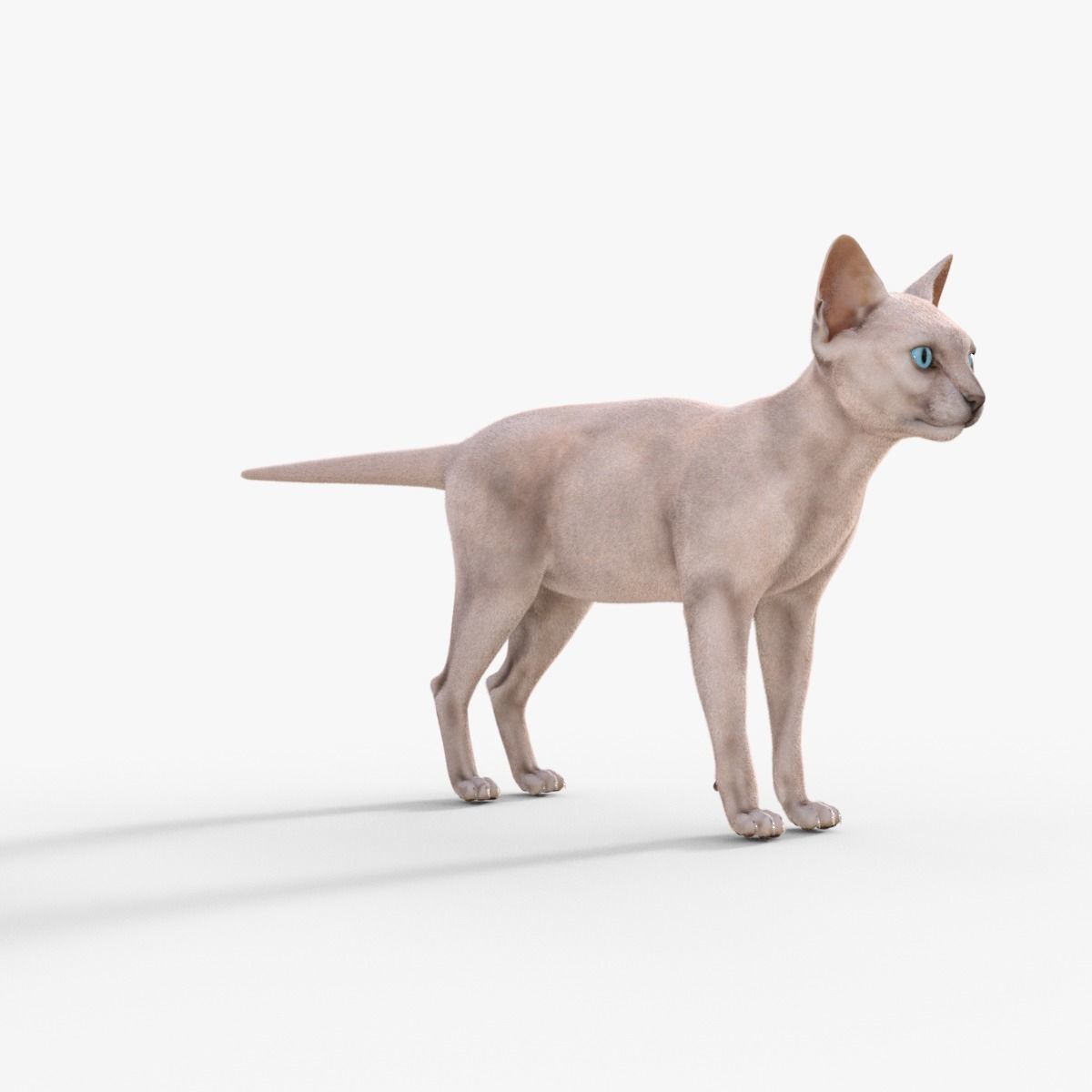 3D Hairless Cat Rigged 3D model_8