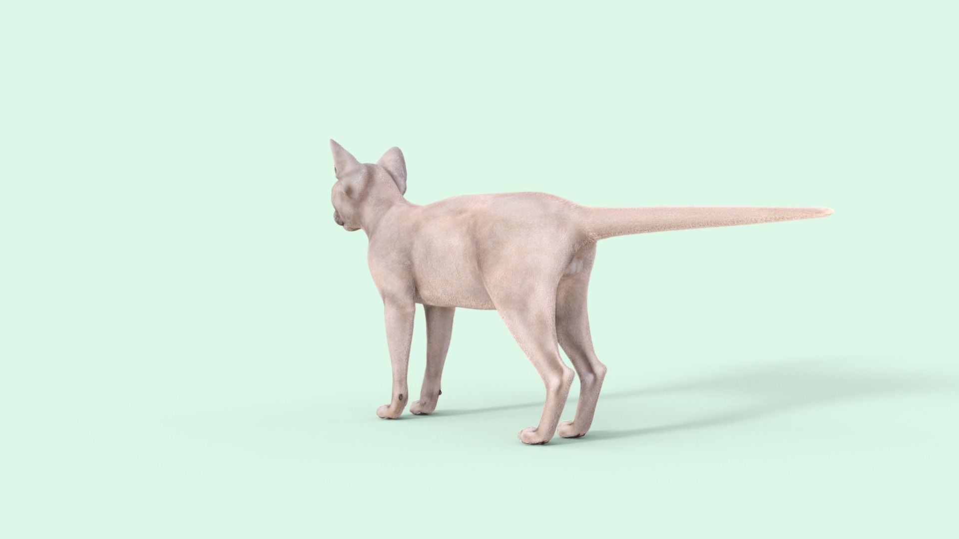 3D Hairless Cat Rigged 3D model_35