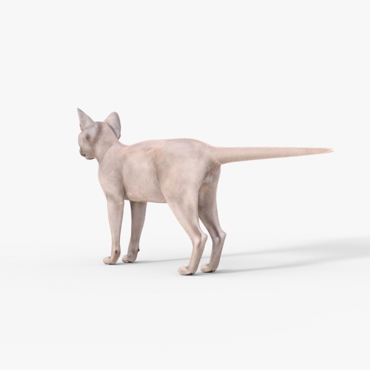 3D Hairless Cat Rigged 3D model_4