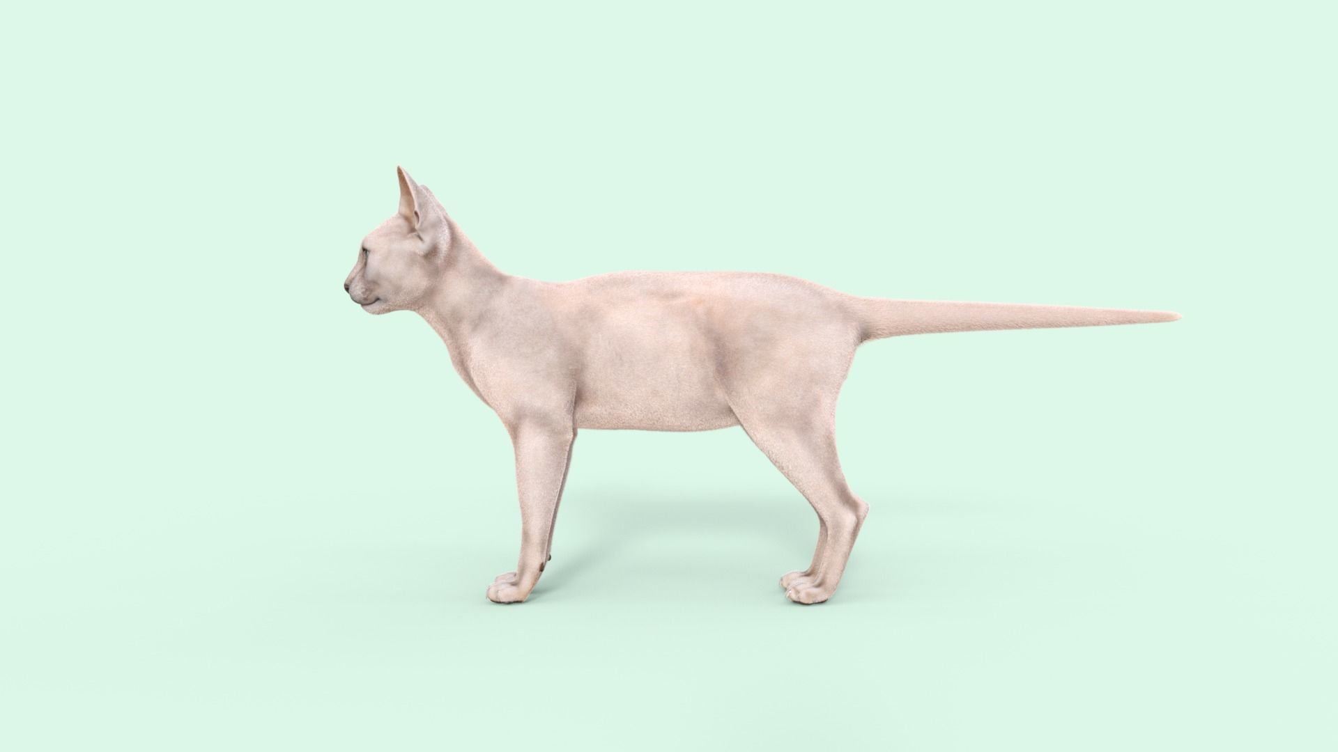 3D Hairless Cat Rigged 3D model_34