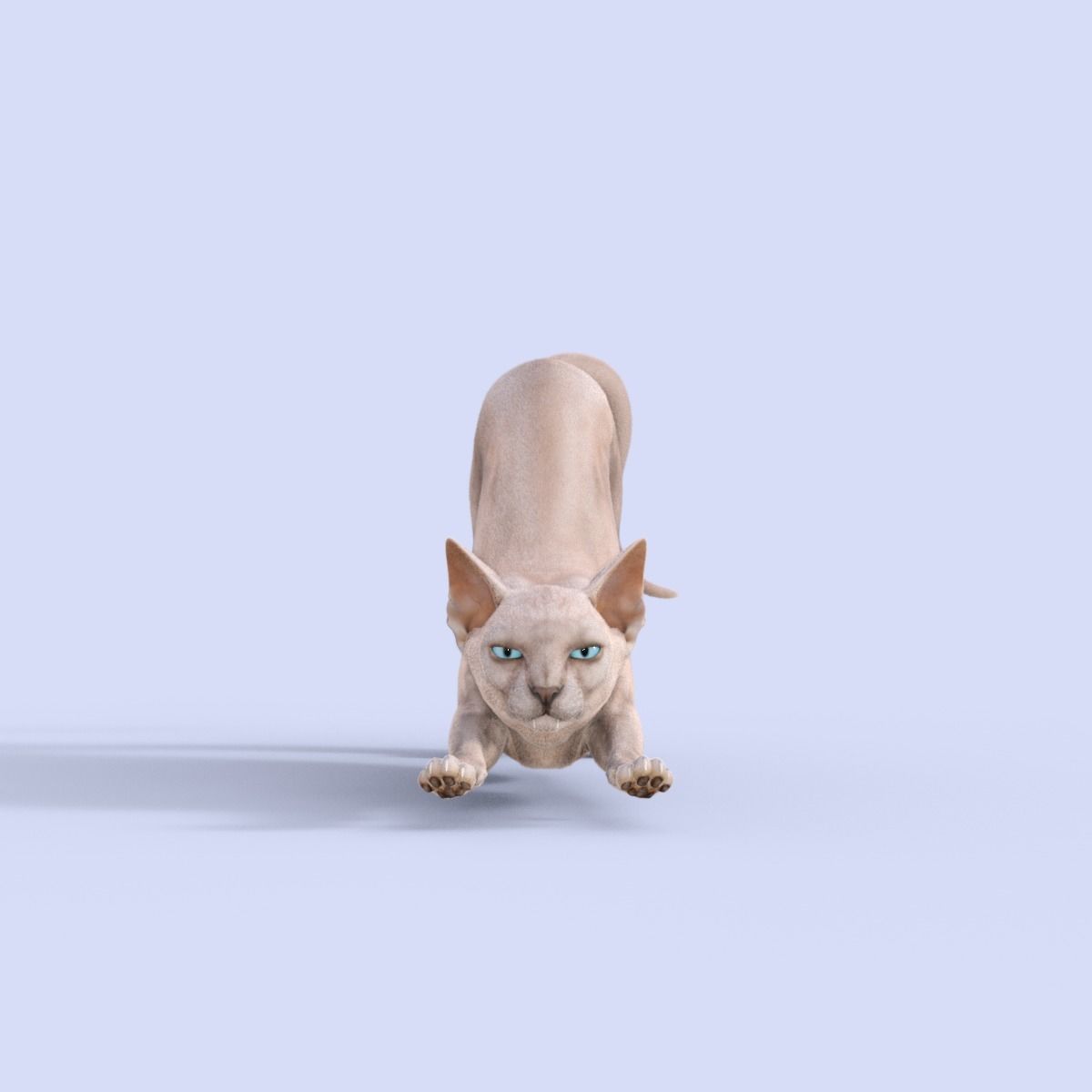 3D Hairless Cat Rigged 3D model_18