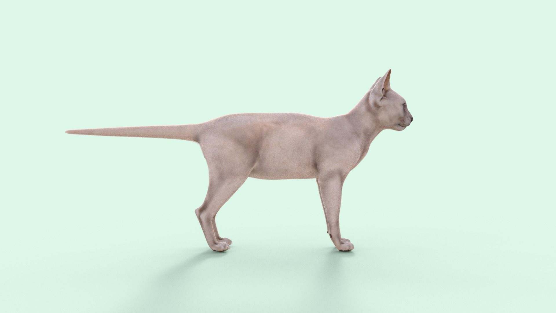 3D Hairless Cat Rigged 3D model_30