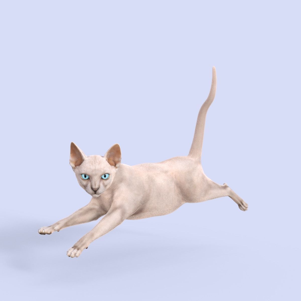 3D Hairless Cat Rigged 3D model_13