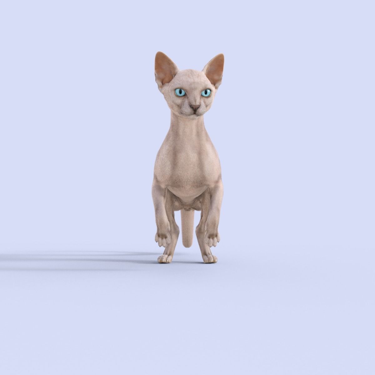 3D Hairless Cat Rigged 3D model_22