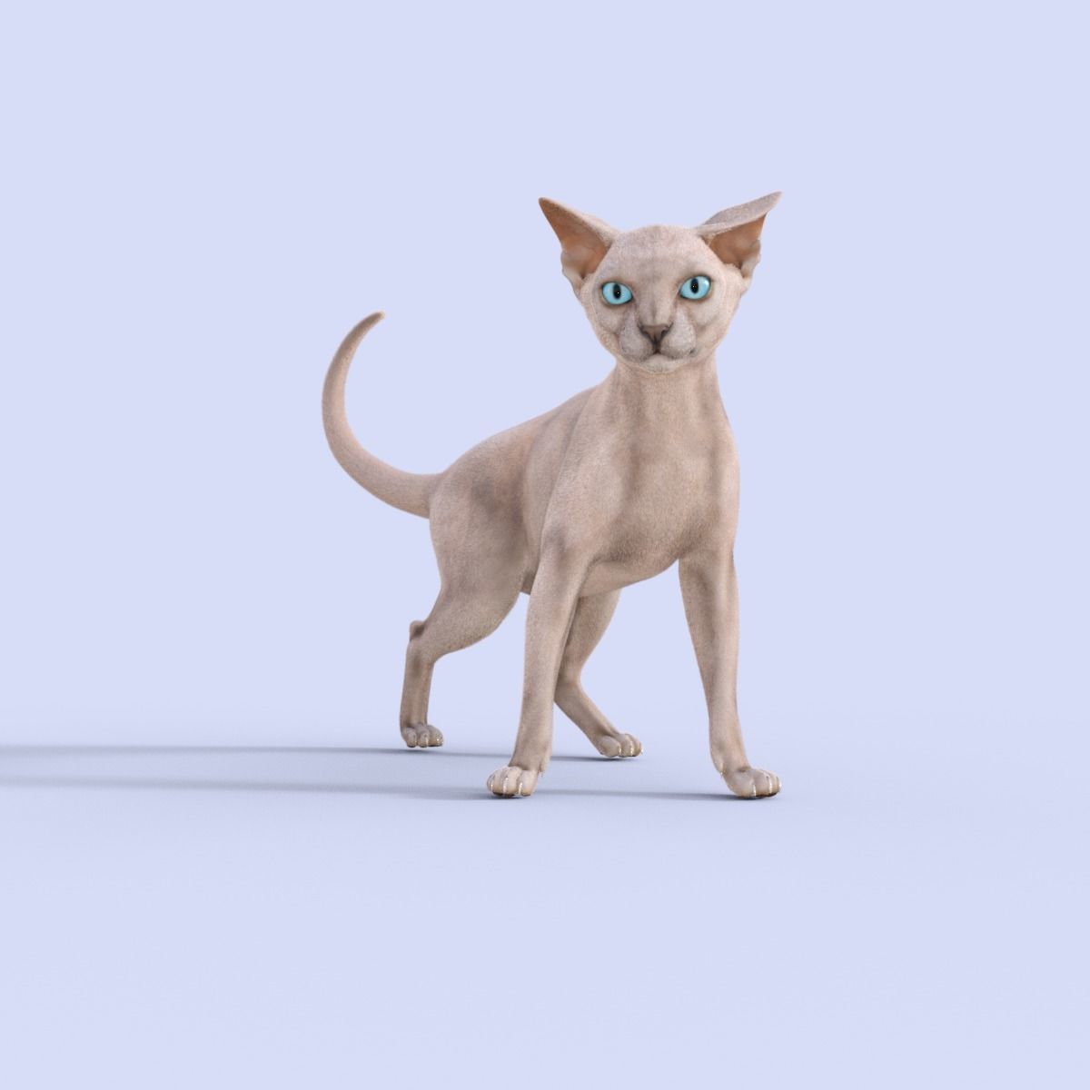 3D Hairless Cat Rigged 3D model_20