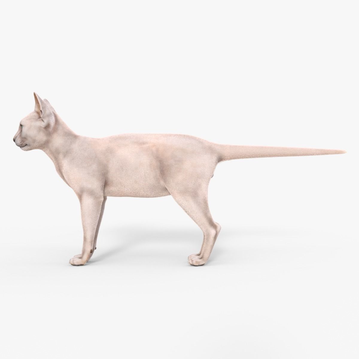 3D Hairless Cat Rigged 3D model_3