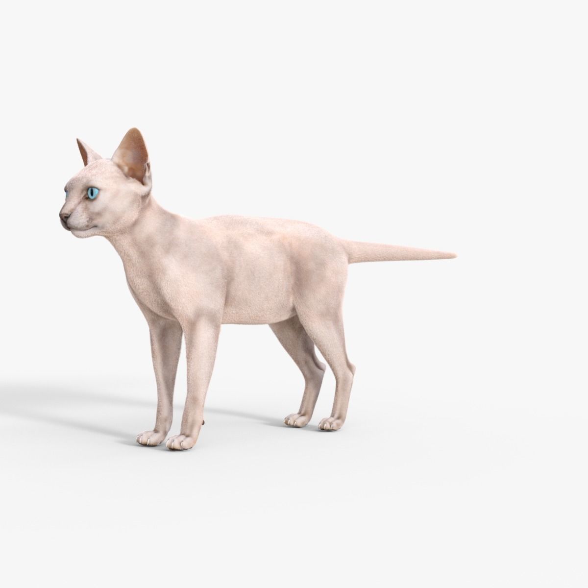 3D Hairless Cat Rigged 3D model_2