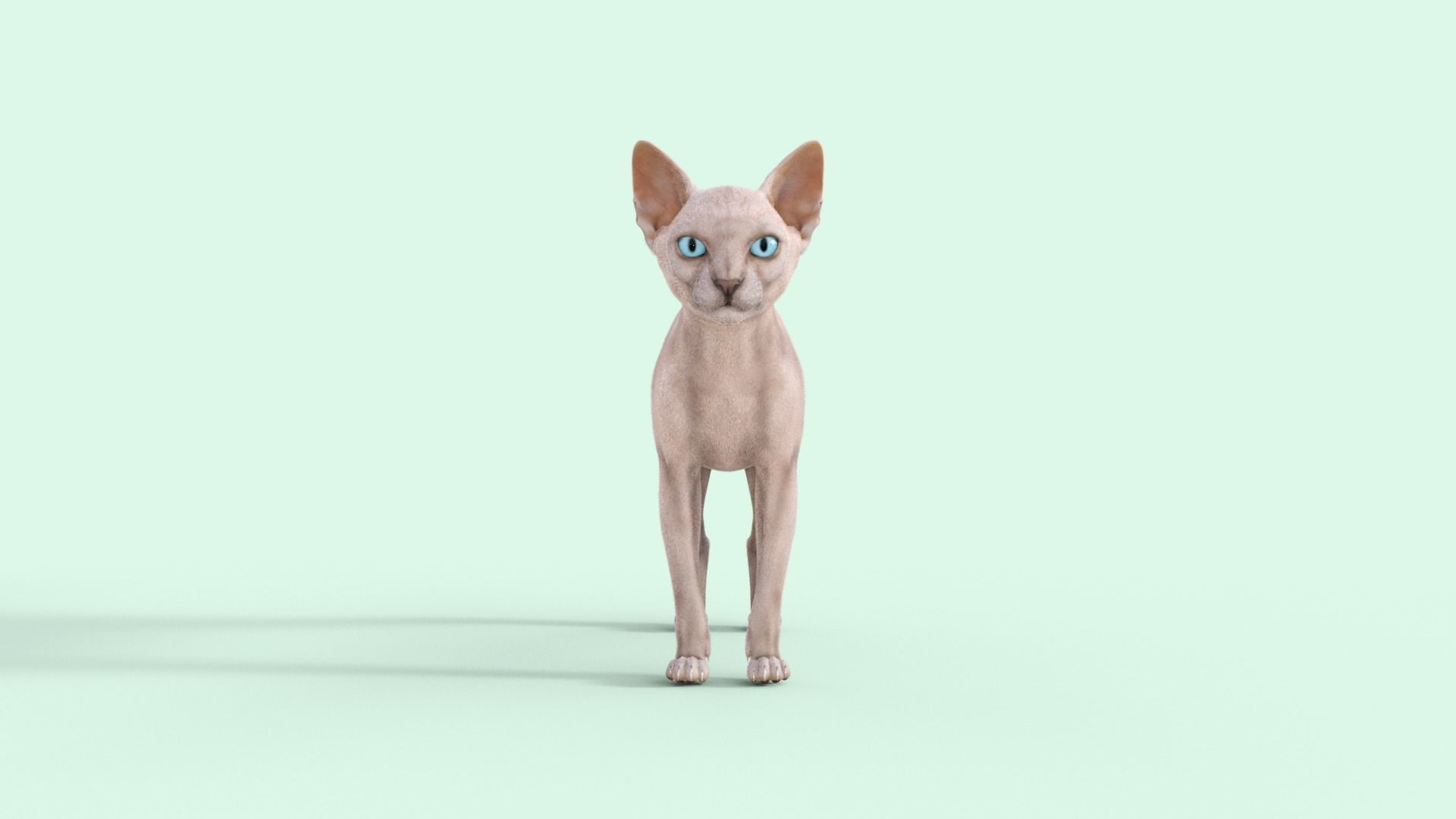 3D Hairless Cat Rigged 3D model_32