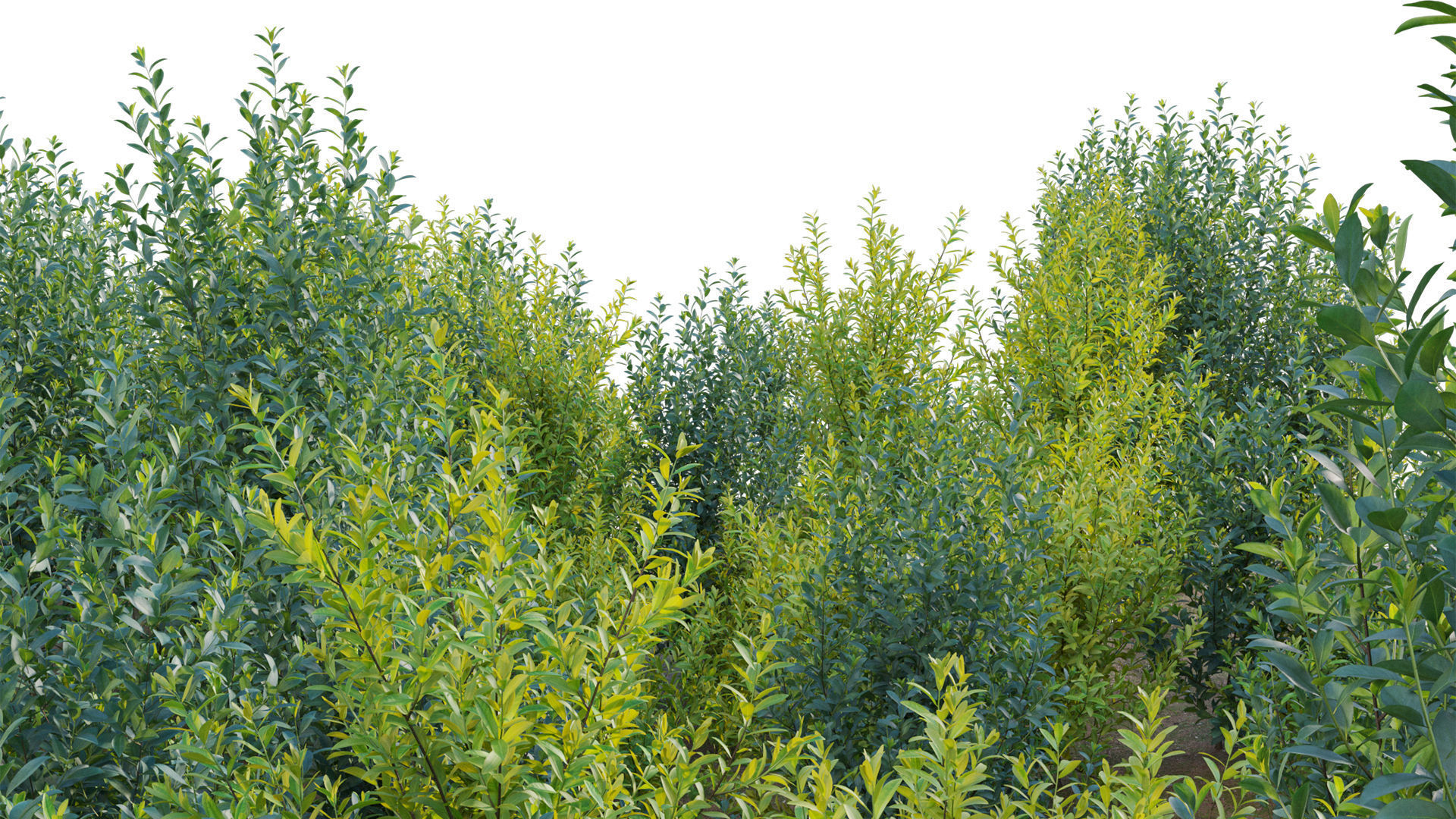 Illicium Parviflorum - Florida Sunshine 3D model_6