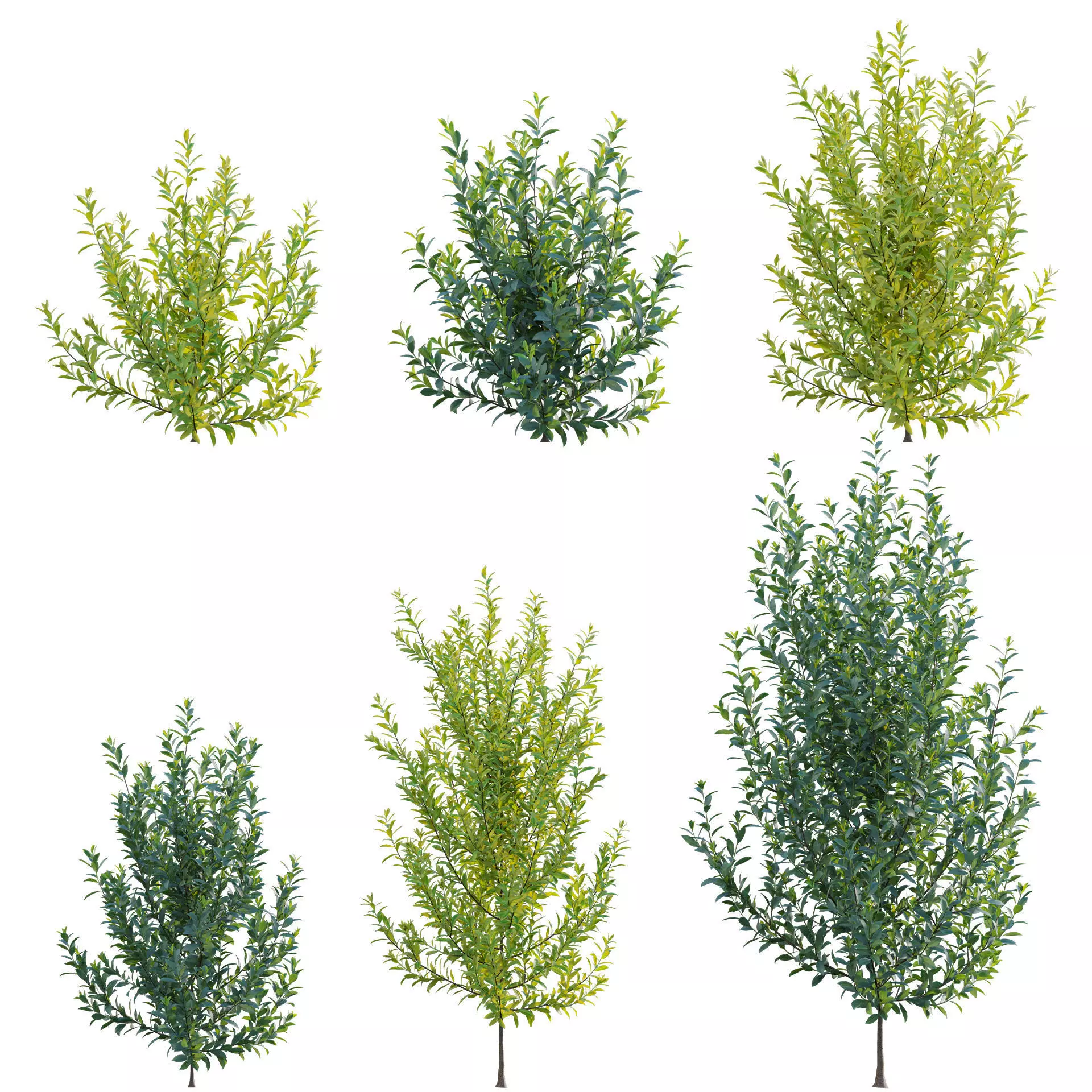 Illicium Parviflorum - Florida Sunshine 3D model_0