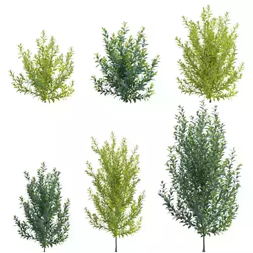 Illicium Parviflorum - Florida Sunshine