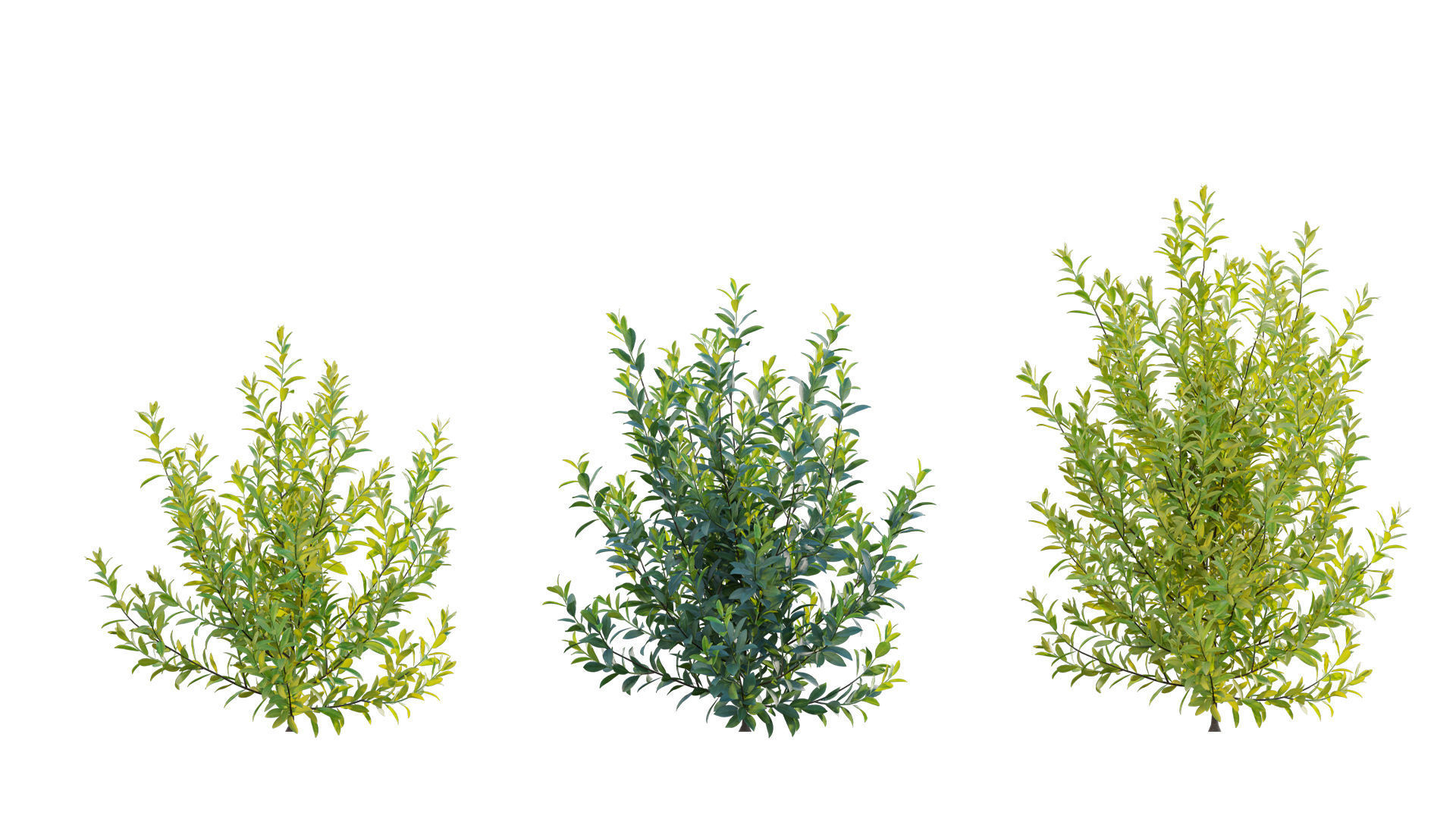 Illicium Parviflorum - Florida Sunshine 3D model_4