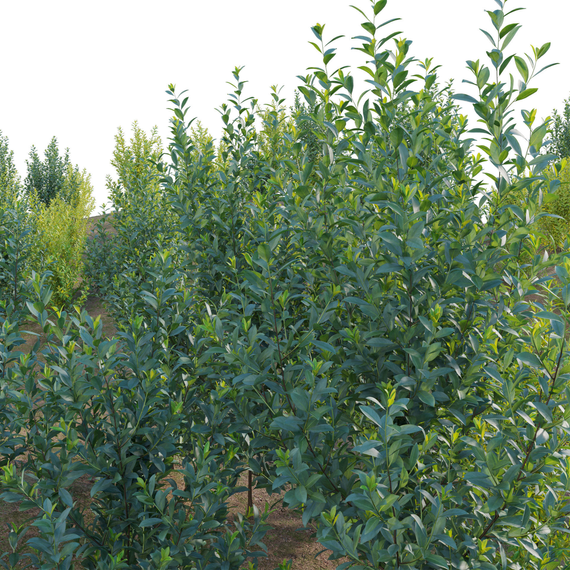 Illicium Parviflorum - Florida Sunshine 3D model_2