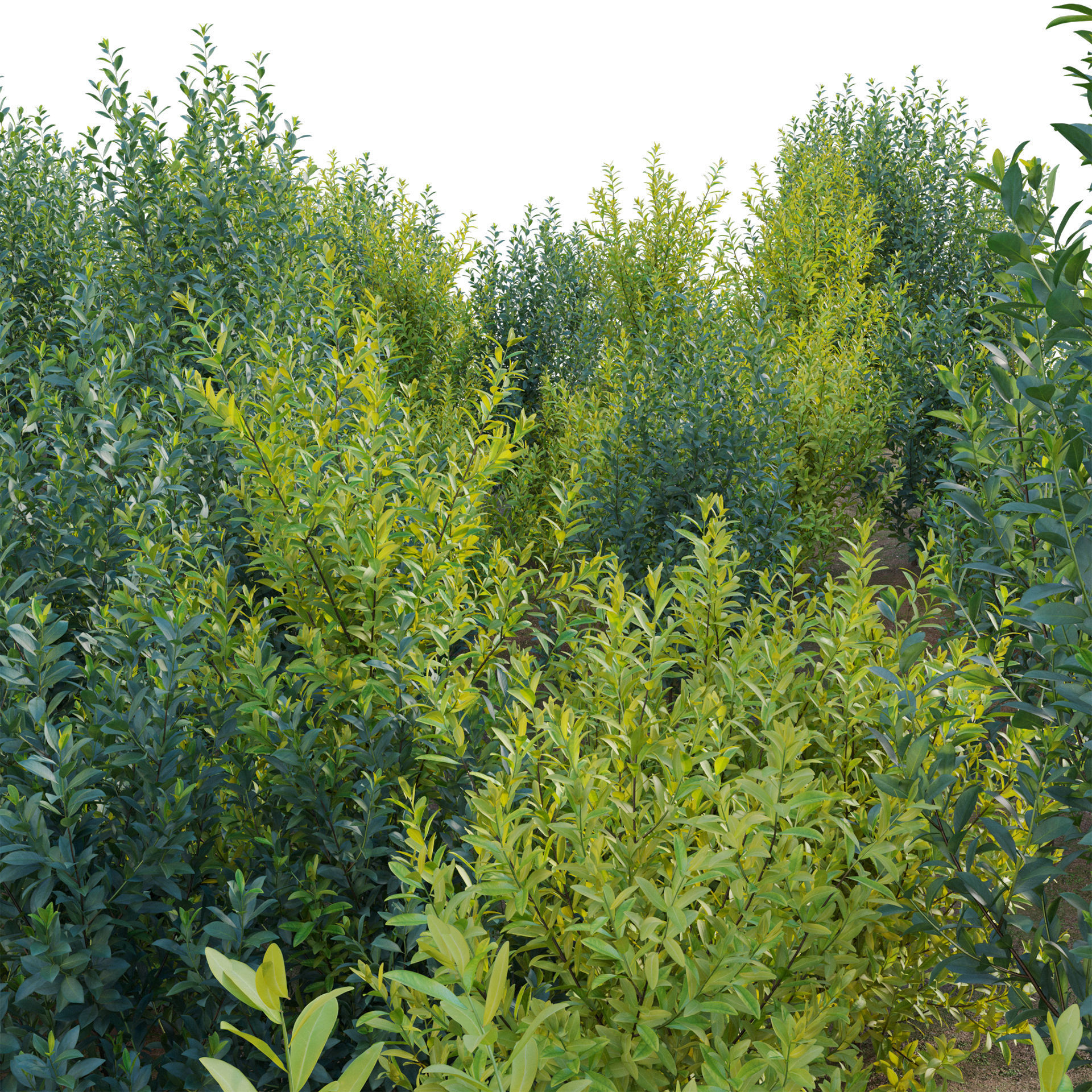 Illicium Parviflorum - Florida Sunshine 3D model_1