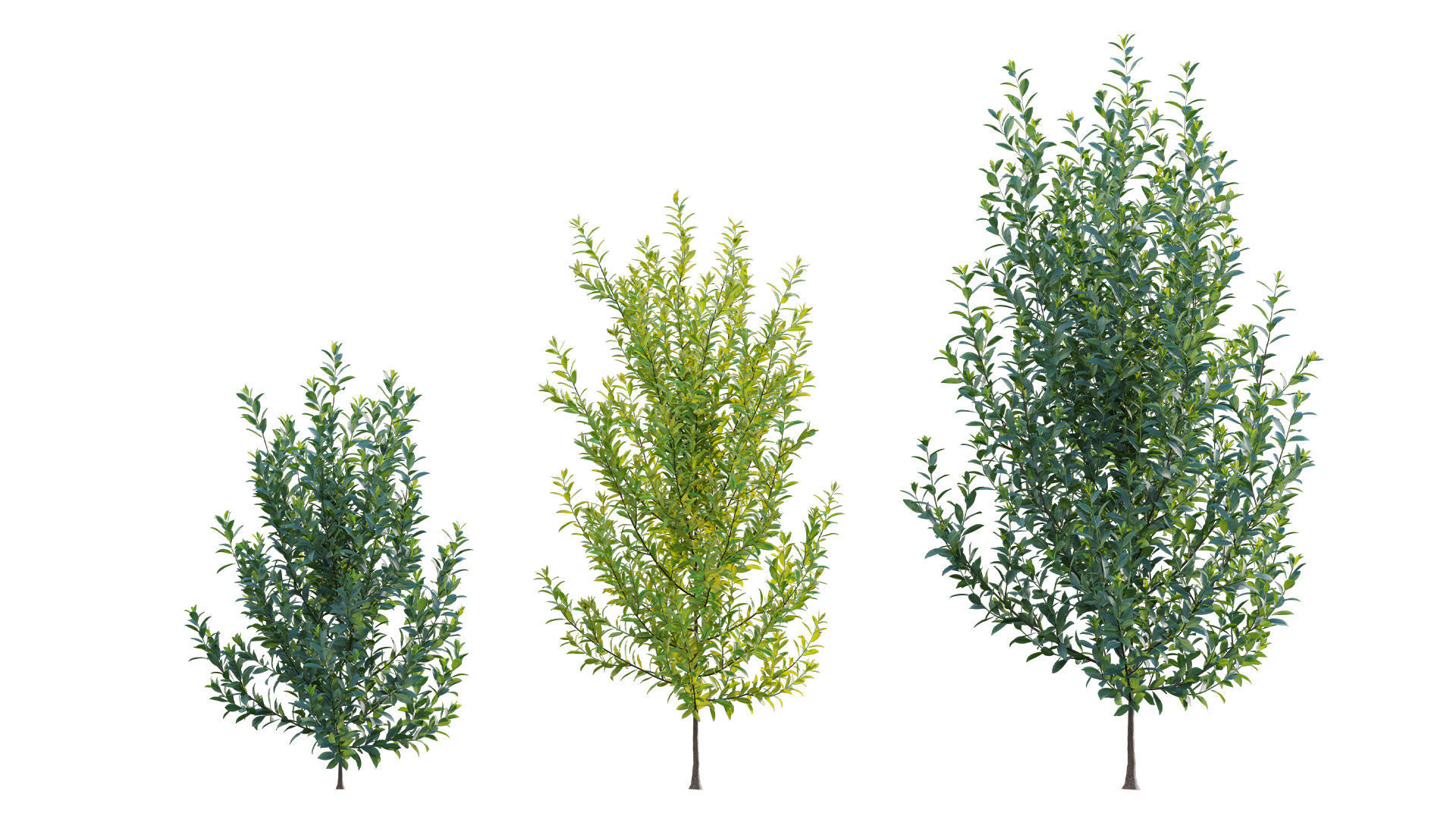 Illicium Parviflorum - Florida Sunshine 3D model_5