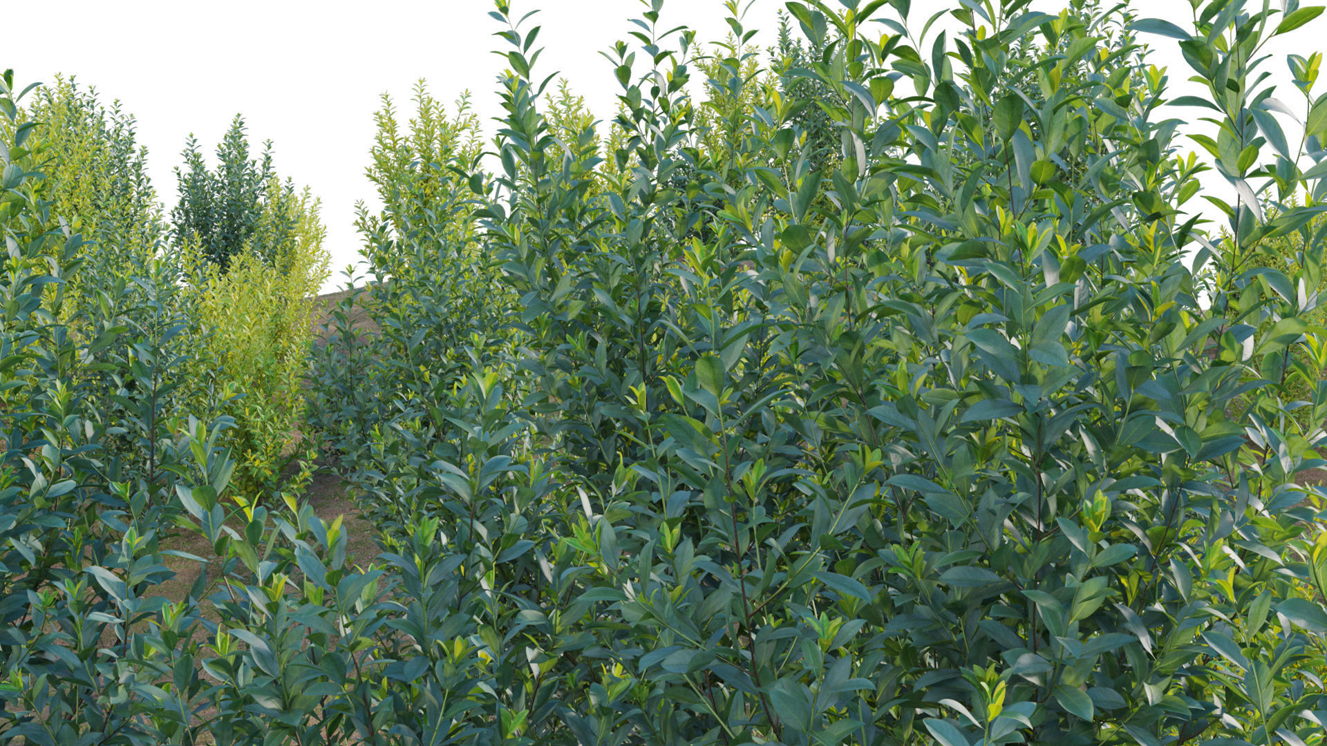 Illicium Parviflorum - Florida Sunshine 3D model_8