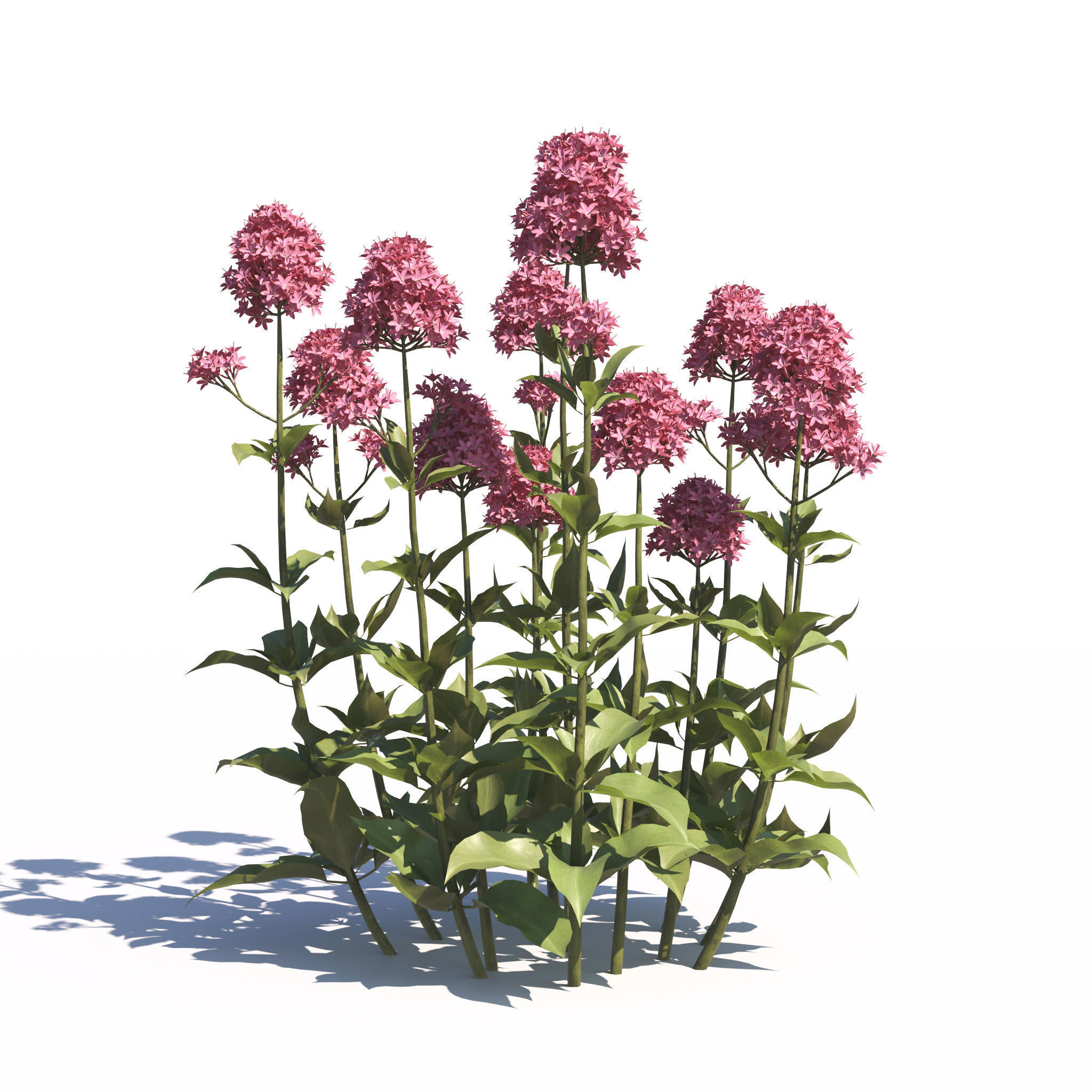 Archmodels vol 275 for c4d - garden plants 3D model_24