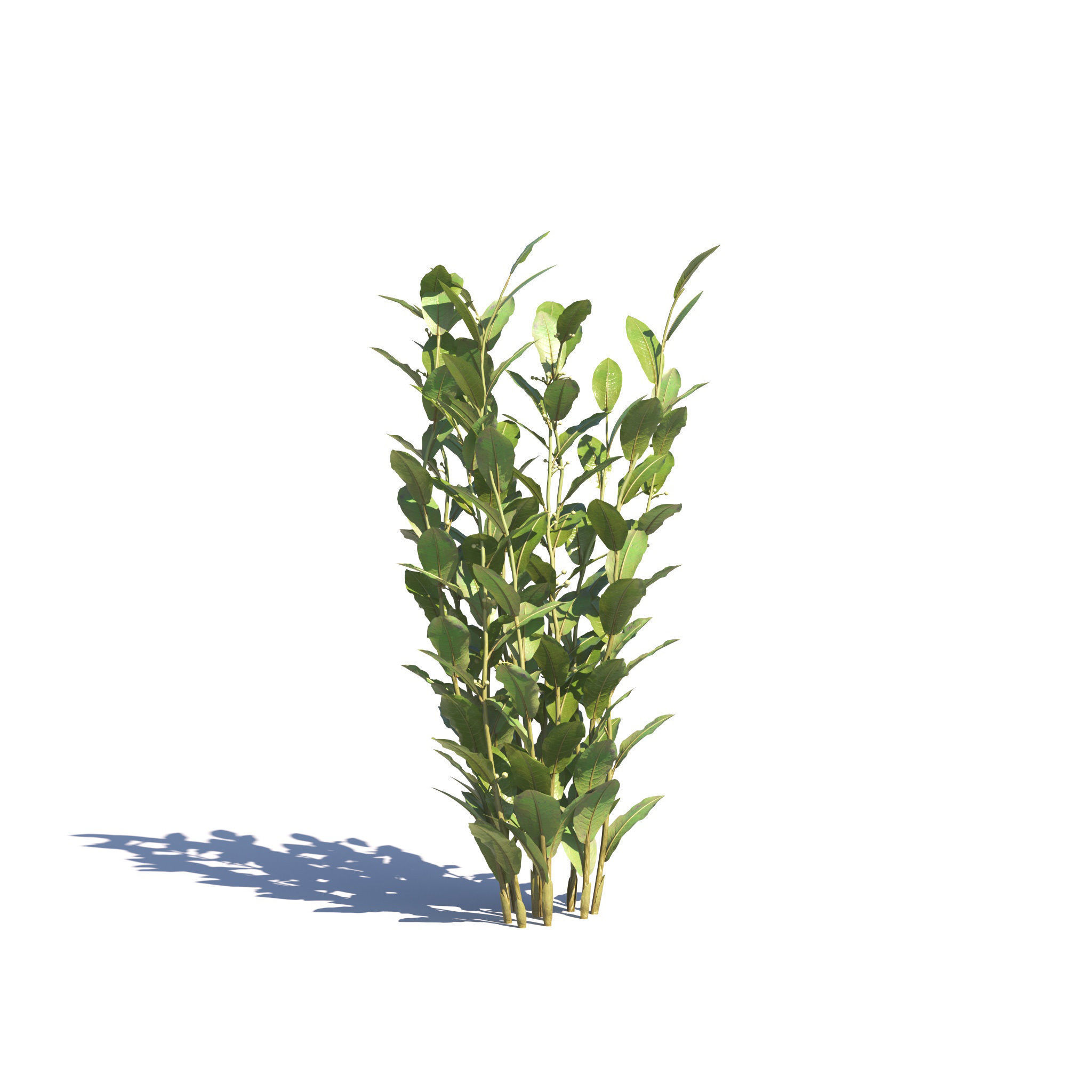 Archmodels vol 275 for c4d - garden plants 3D model_40
