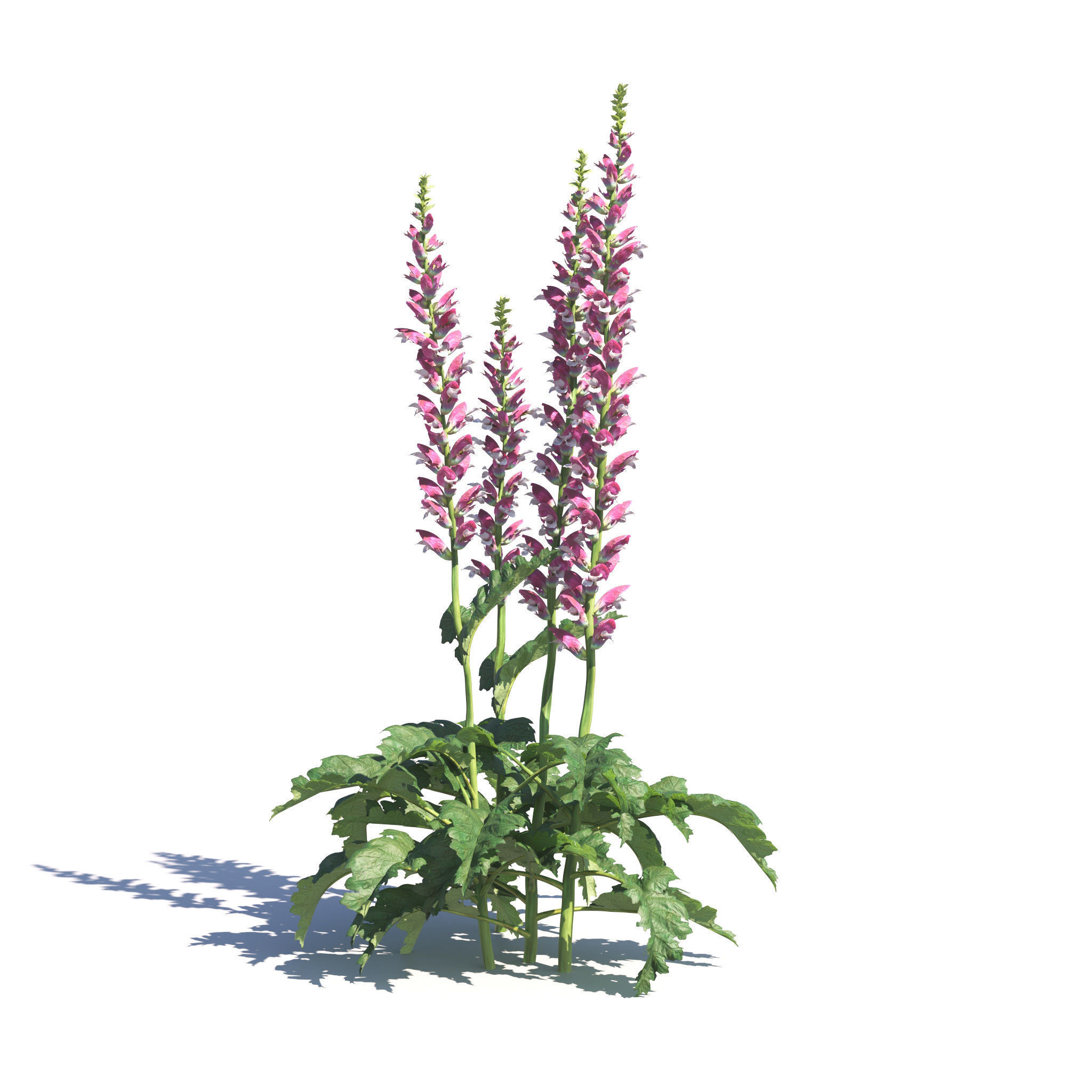 Archmodels vol 275 for c4d - garden plants 3D model_1