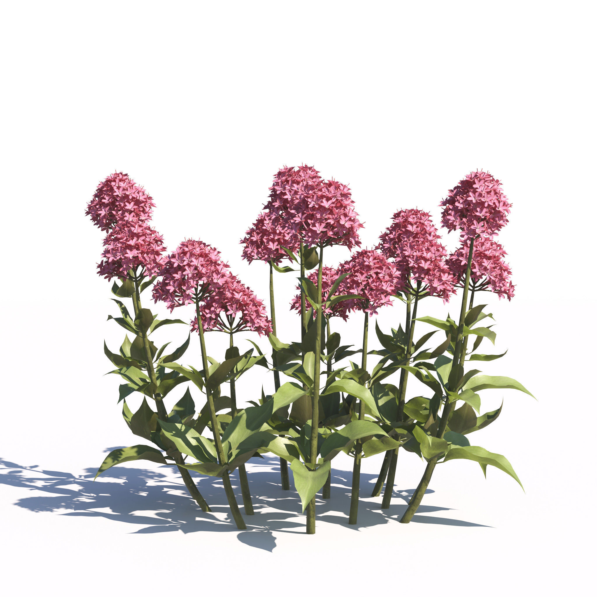 Archmodels vol 275 for c4d - garden plants 3D model_23