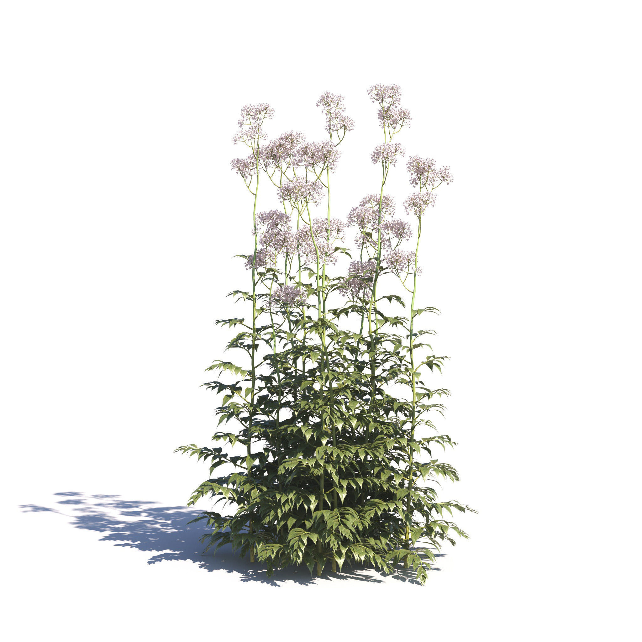 Archmodels vol 275 for c4d - garden plants 3D model_27