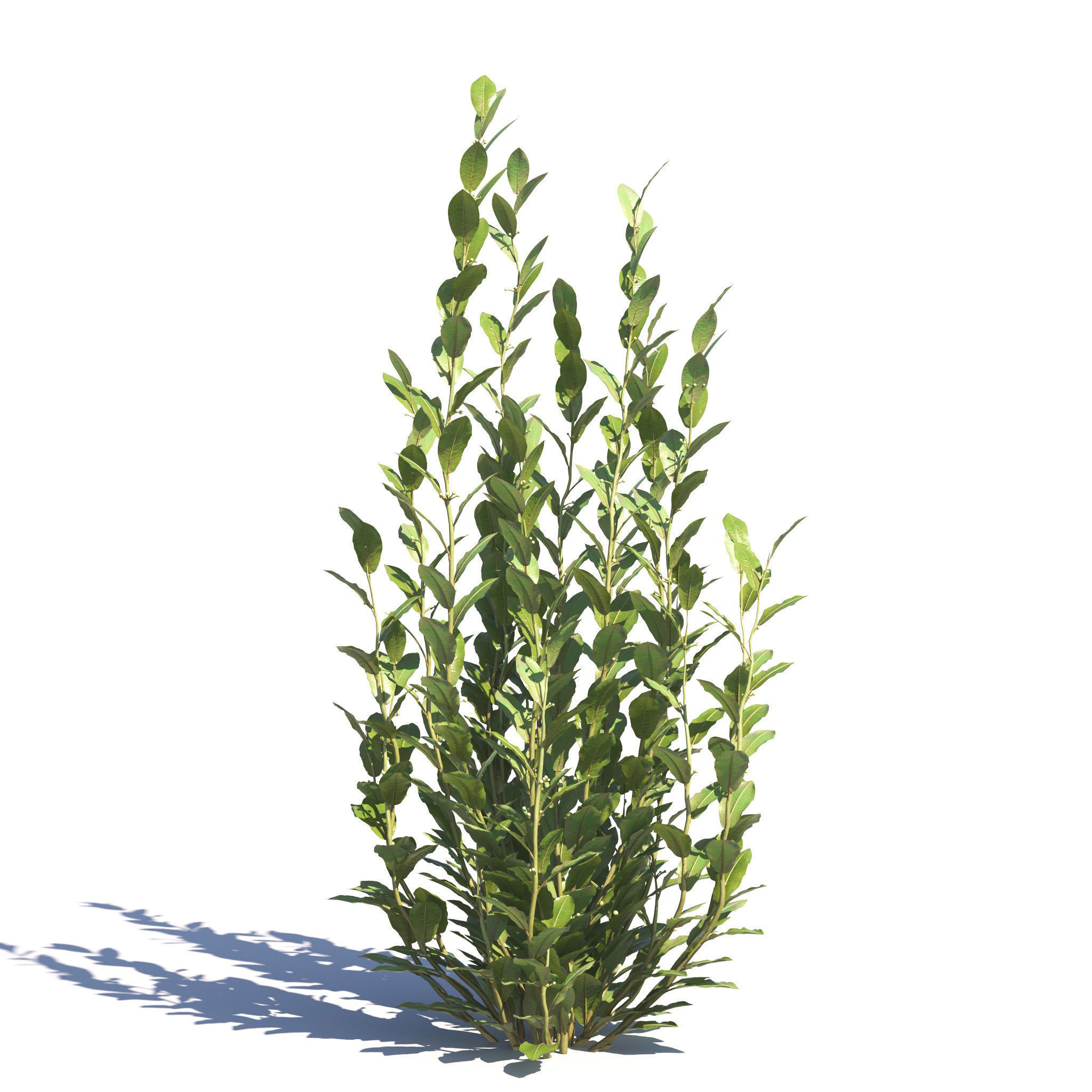 Archmodels vol 275 for c4d - garden plants 3D model_41
