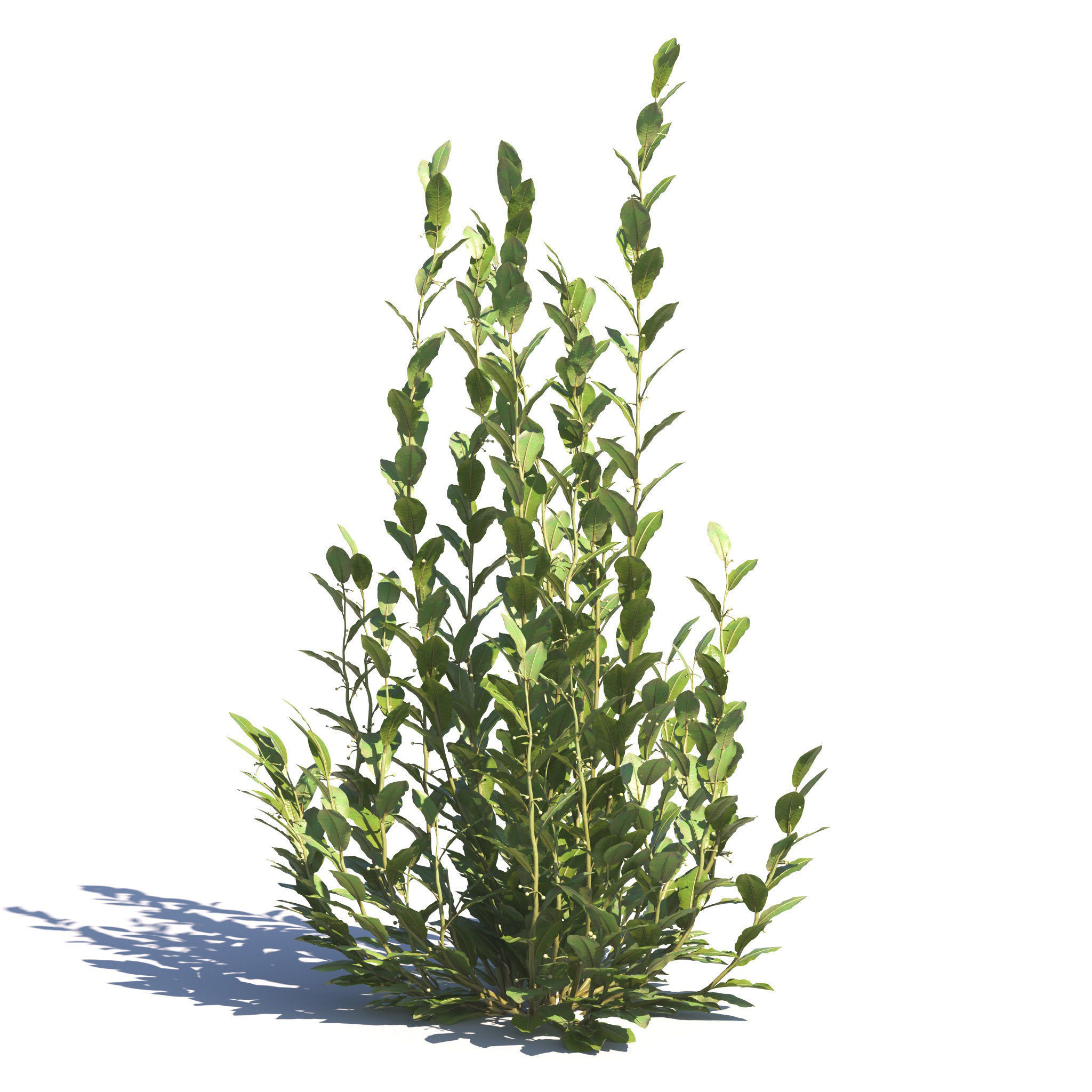 Archmodels vol 275 for c4d - garden plants 3D model_42